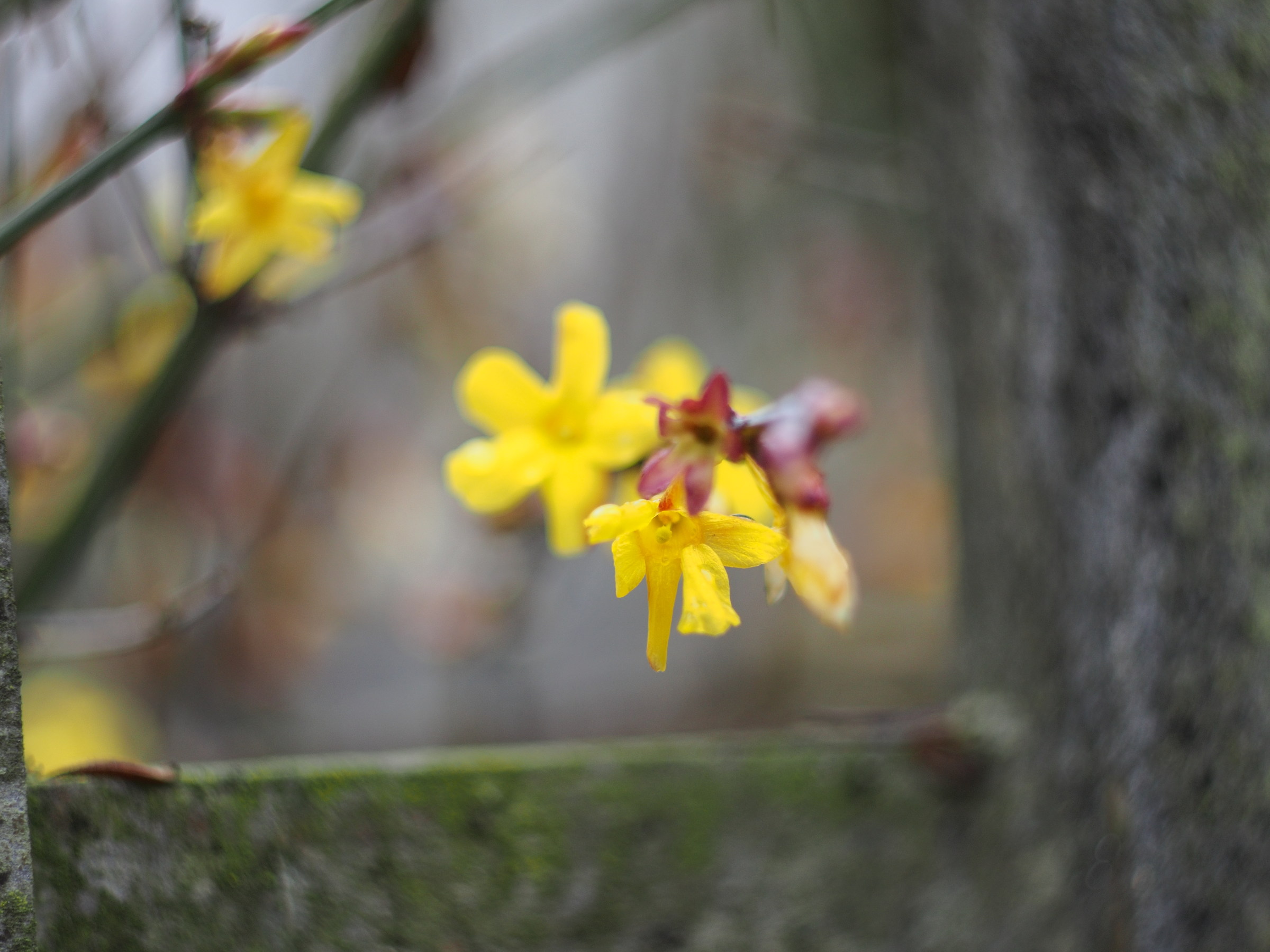 Flowers on fence 2