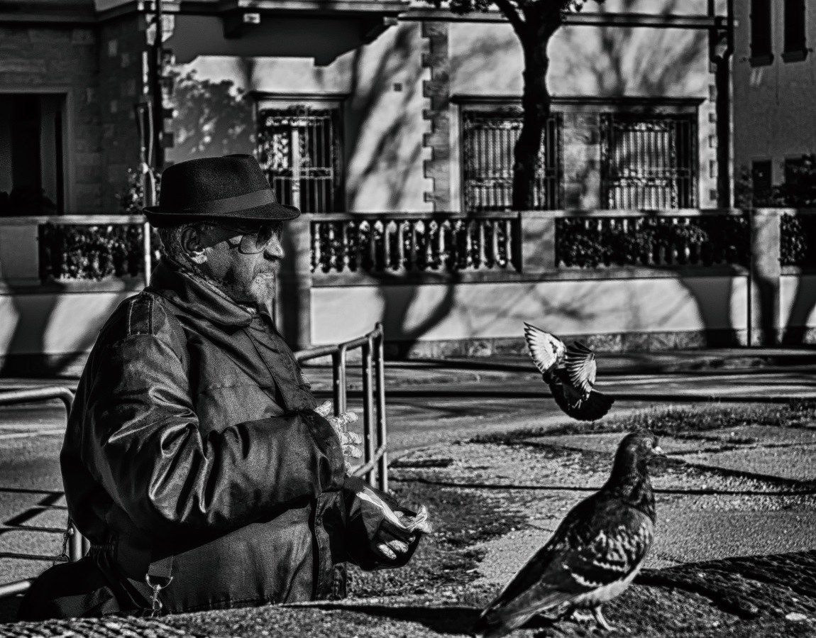 amico delle colombe 1