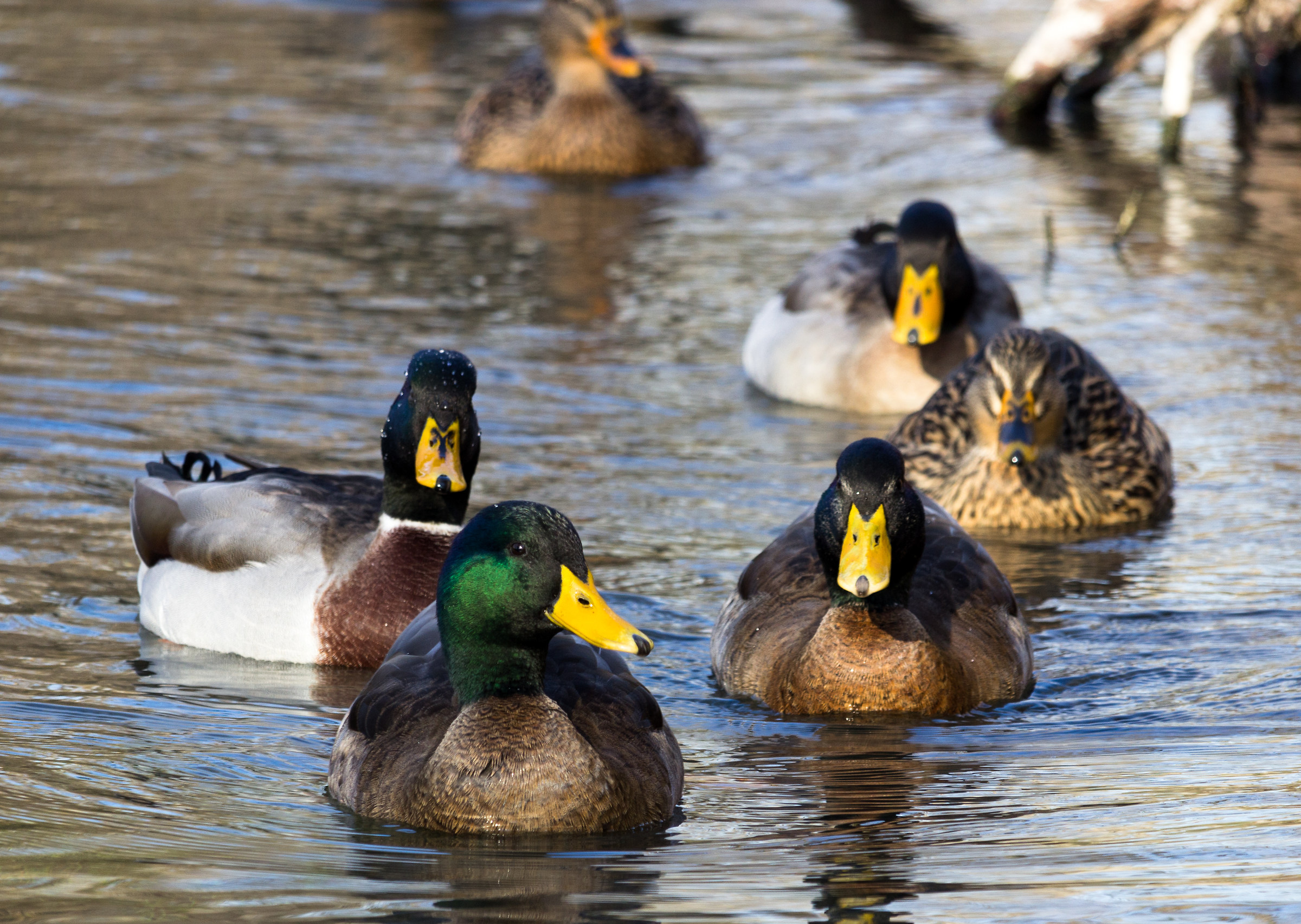 La carica dei germani