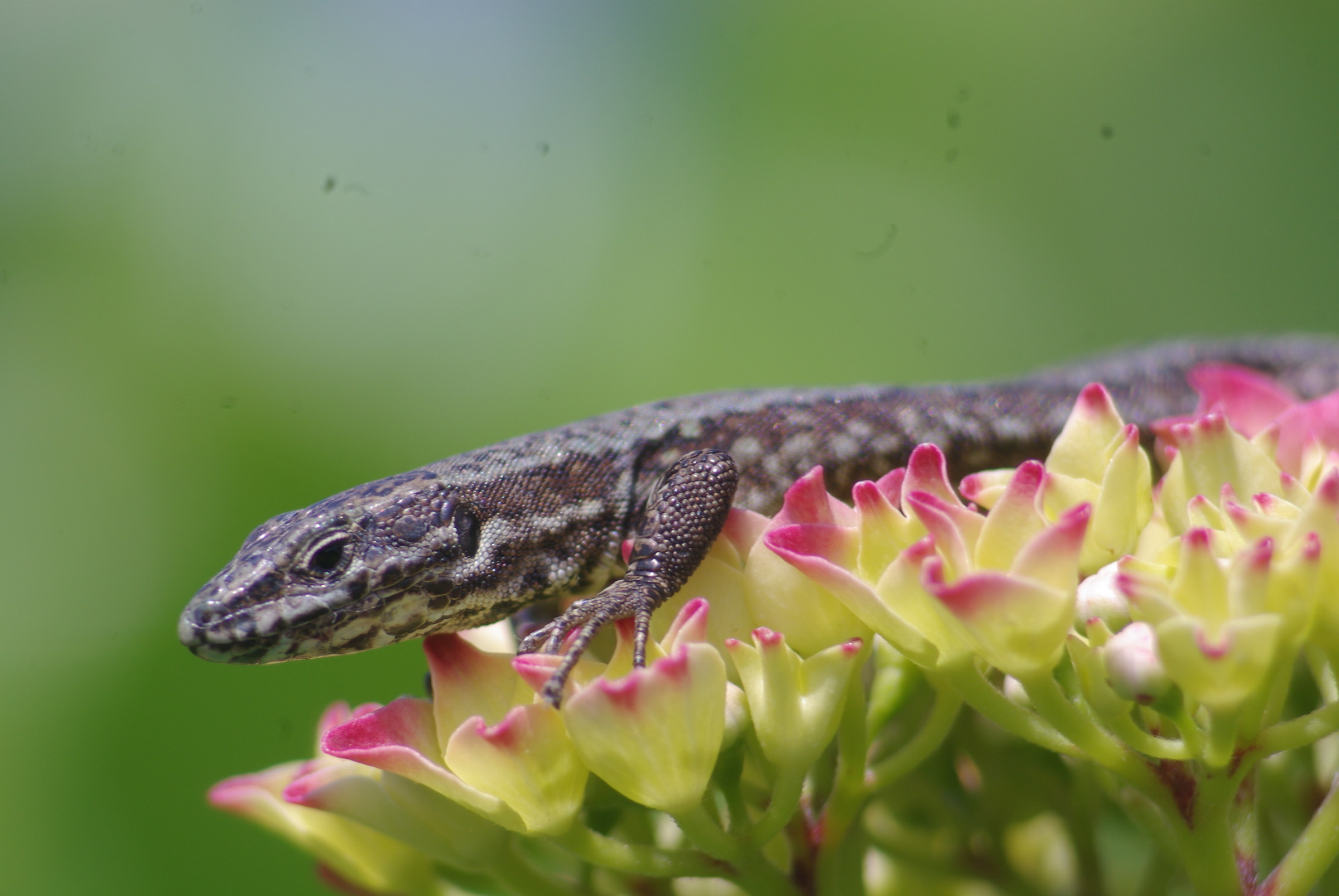 resting on a hydrangea