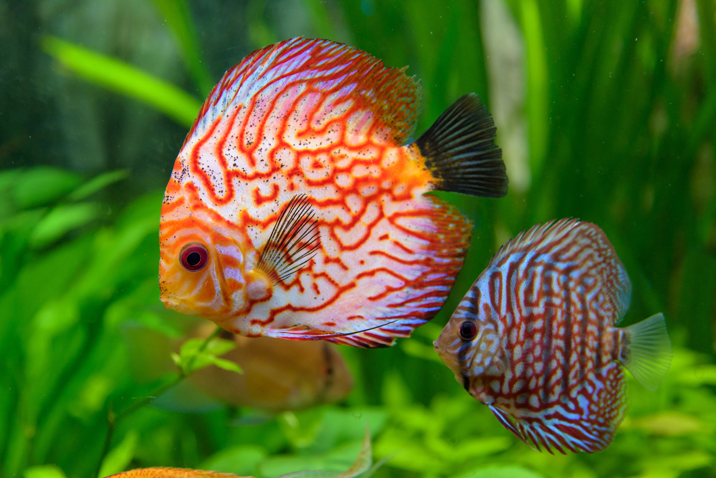 Discus