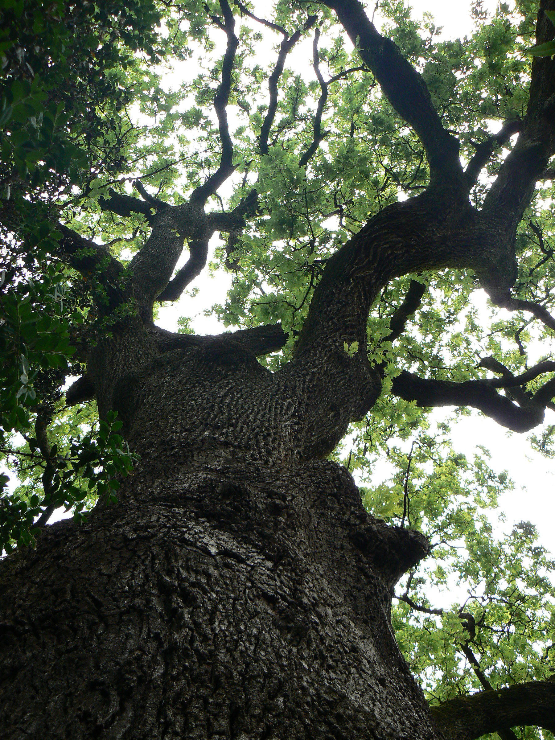 under the oak