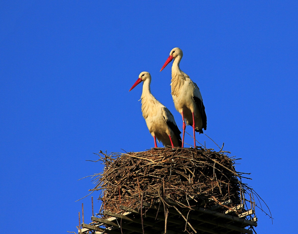 The great deception ...