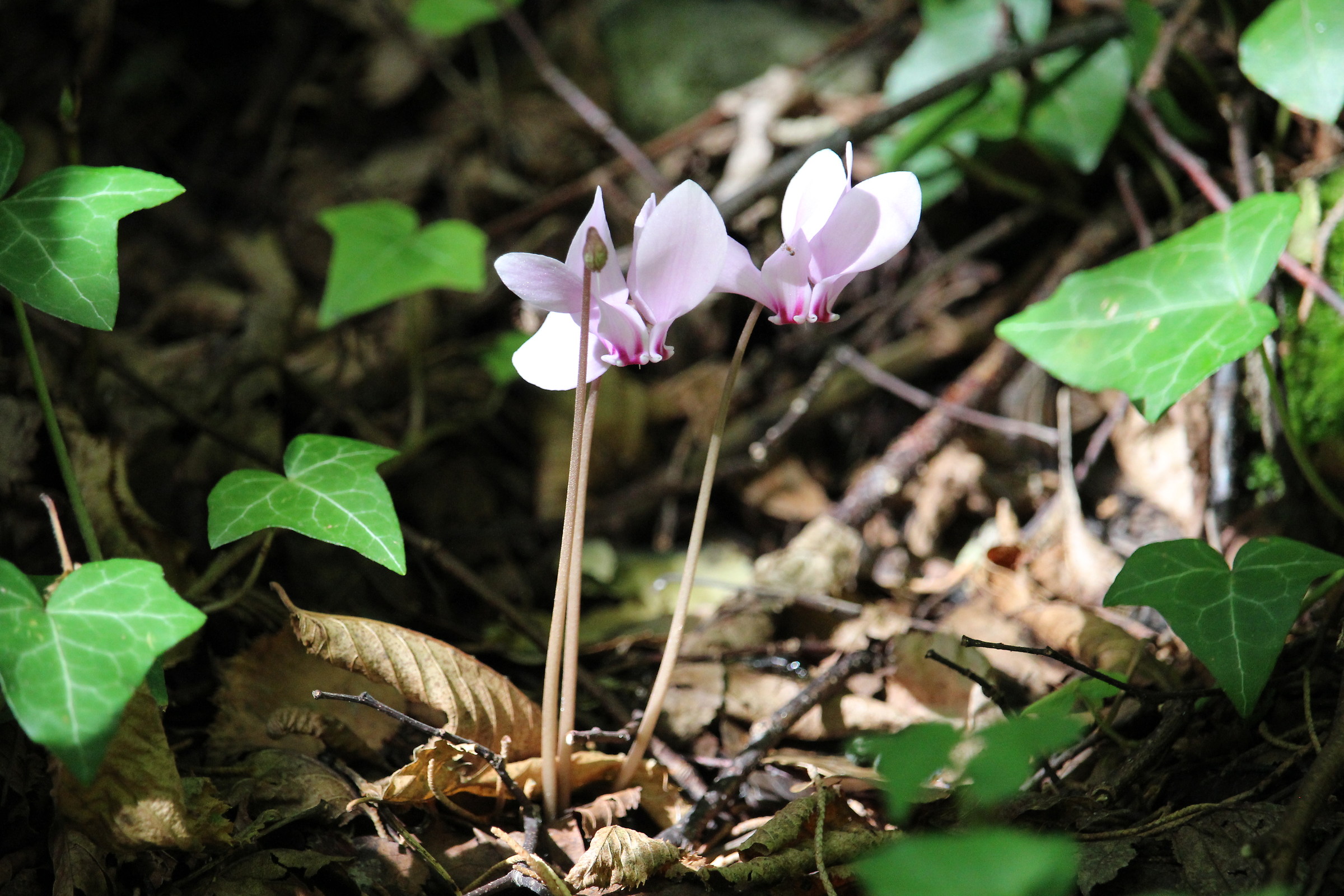 cyclamens