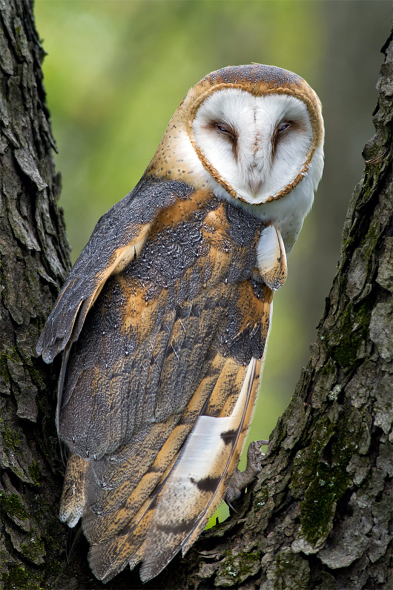 Barn Owl