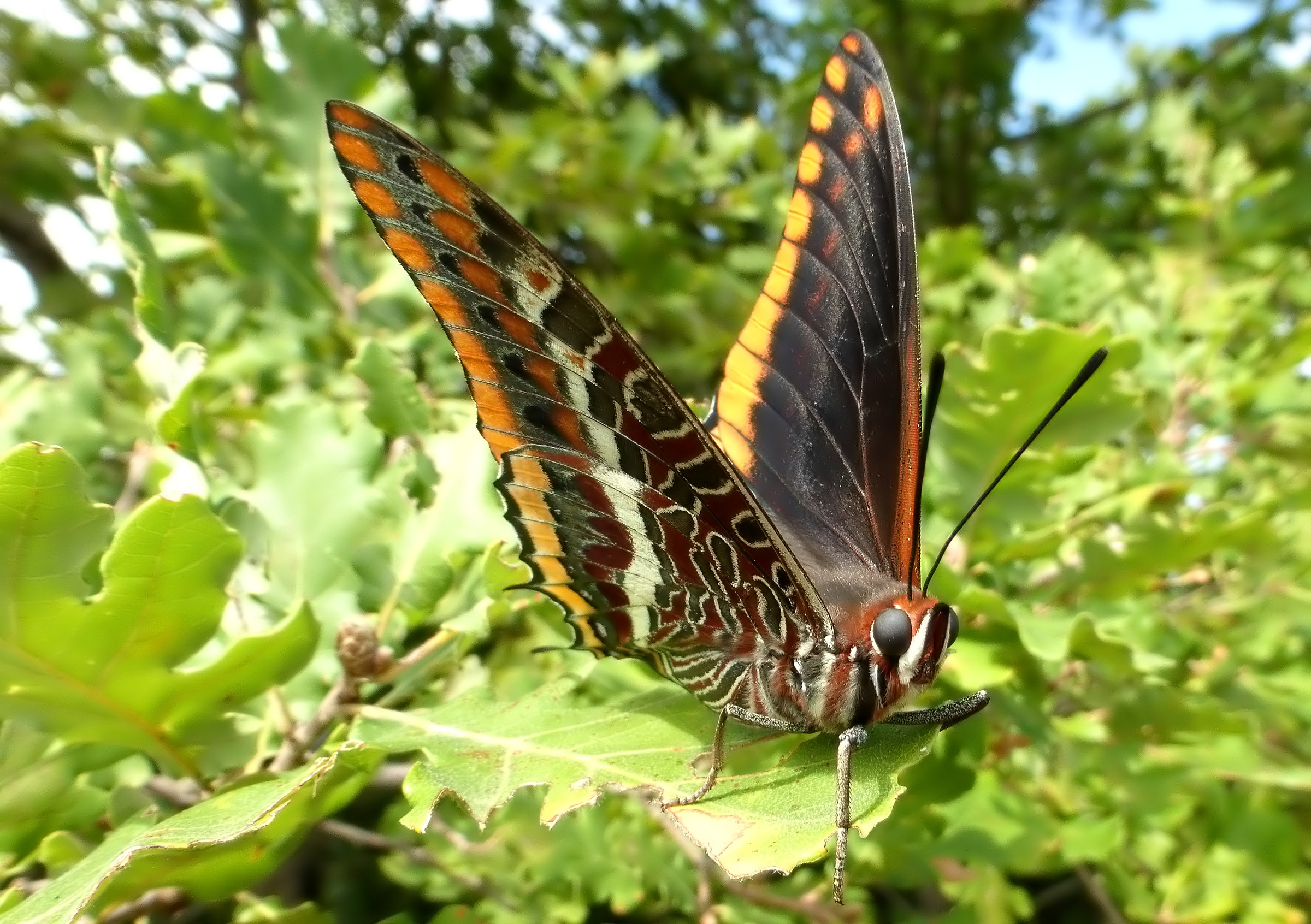 Charaxes jasus