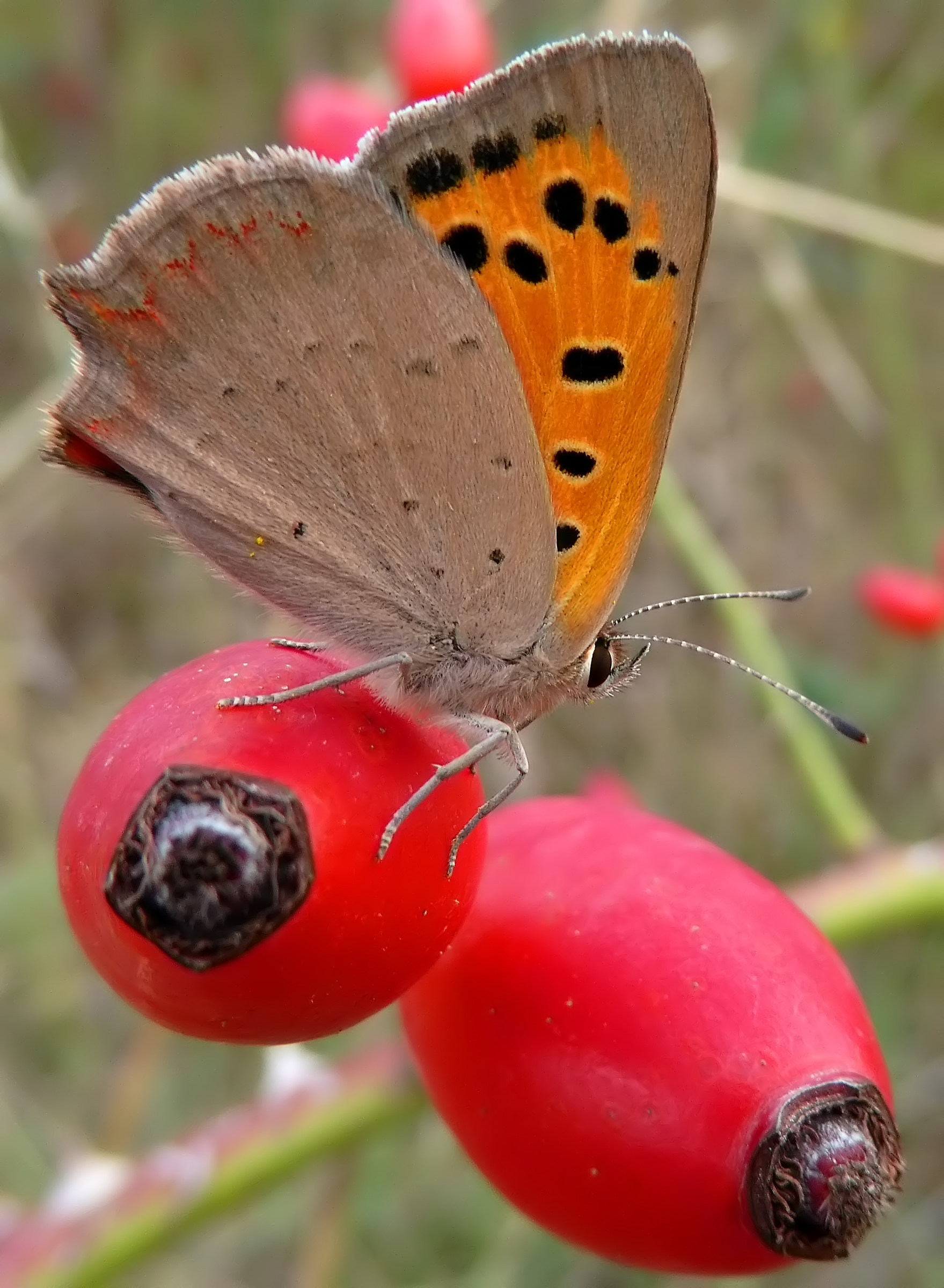 Lycaena phleas