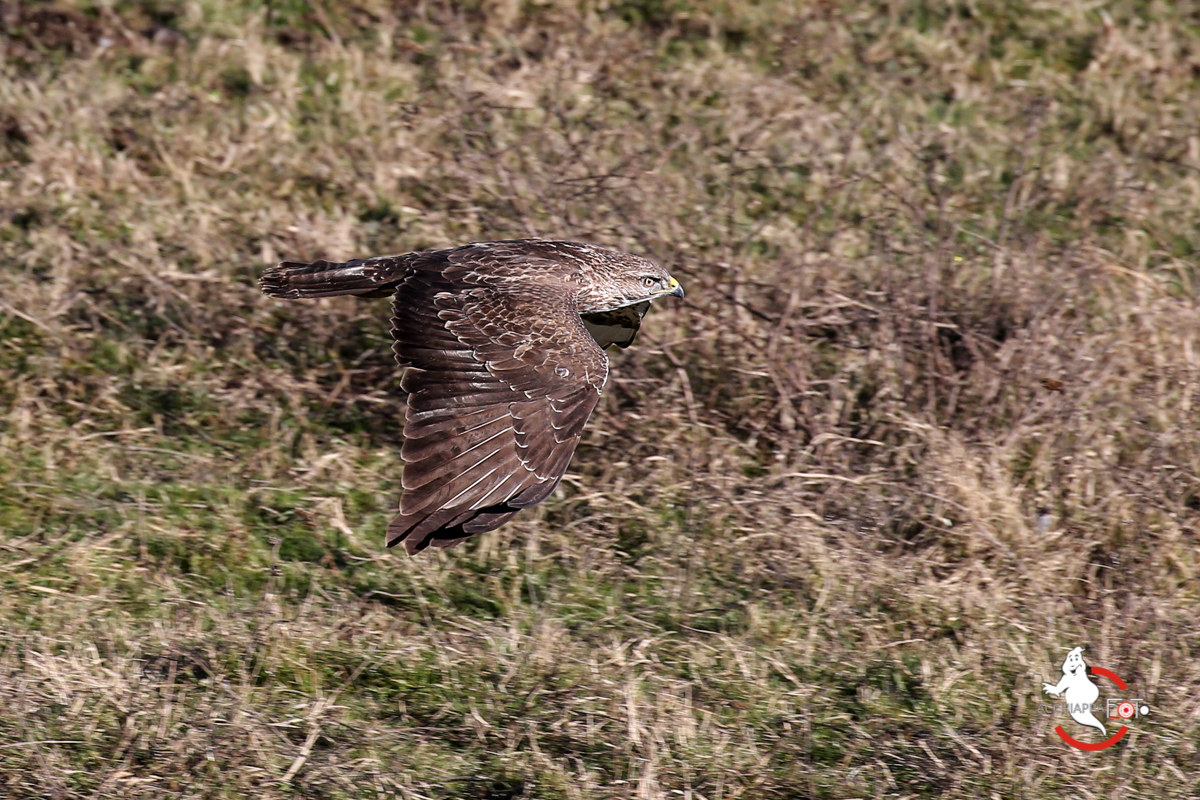 Buzzard in flight