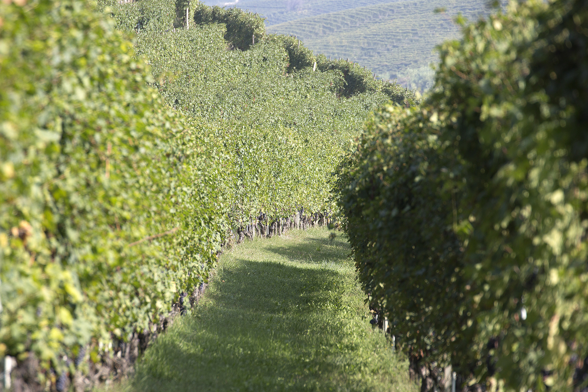 Barolo e i suoi filari ...