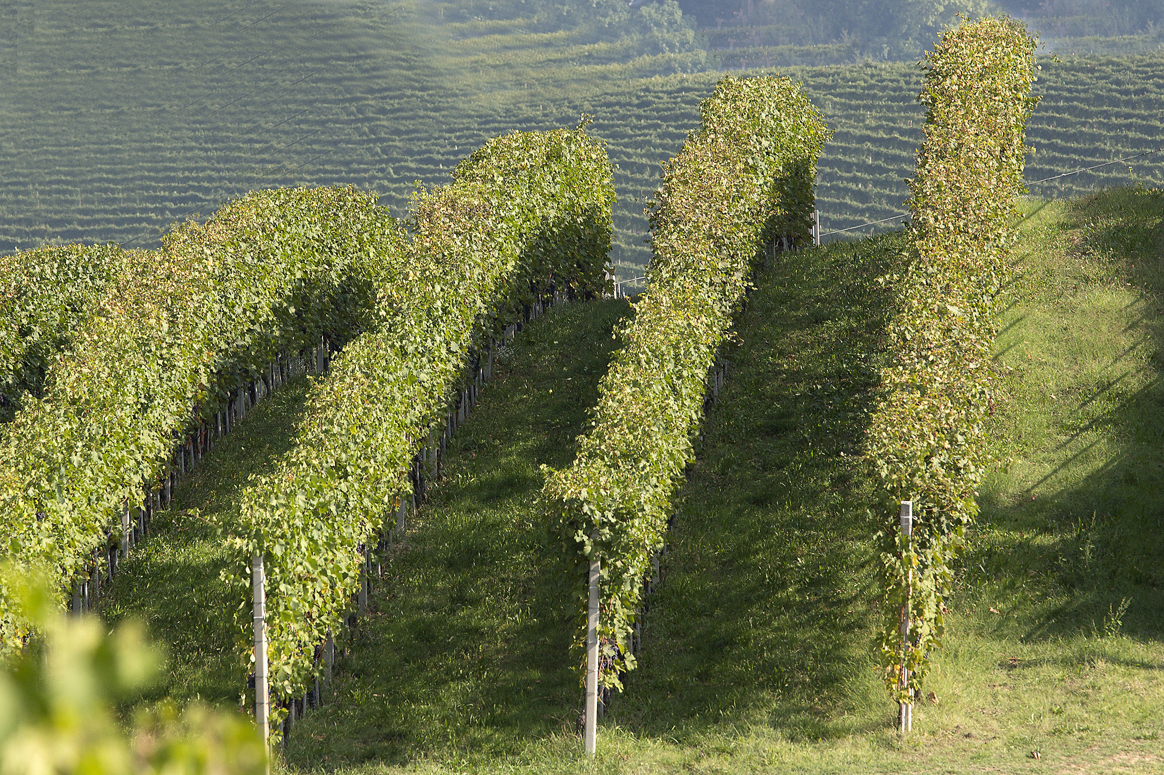 Barolo e i suoi filari ...