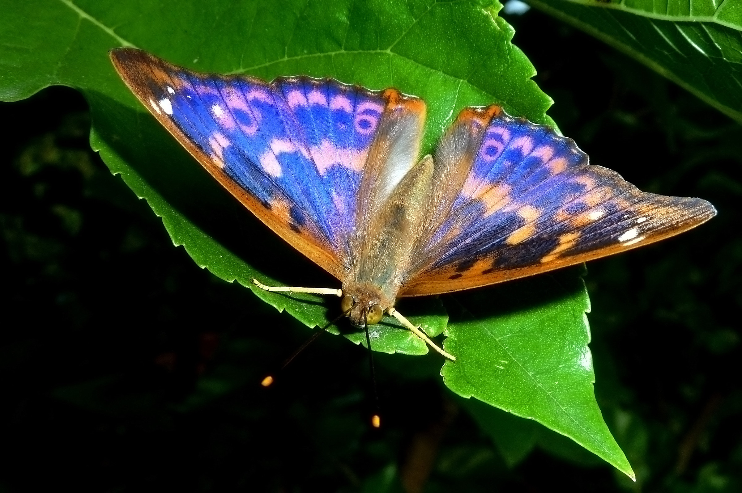 Apatura ilia form Clytie