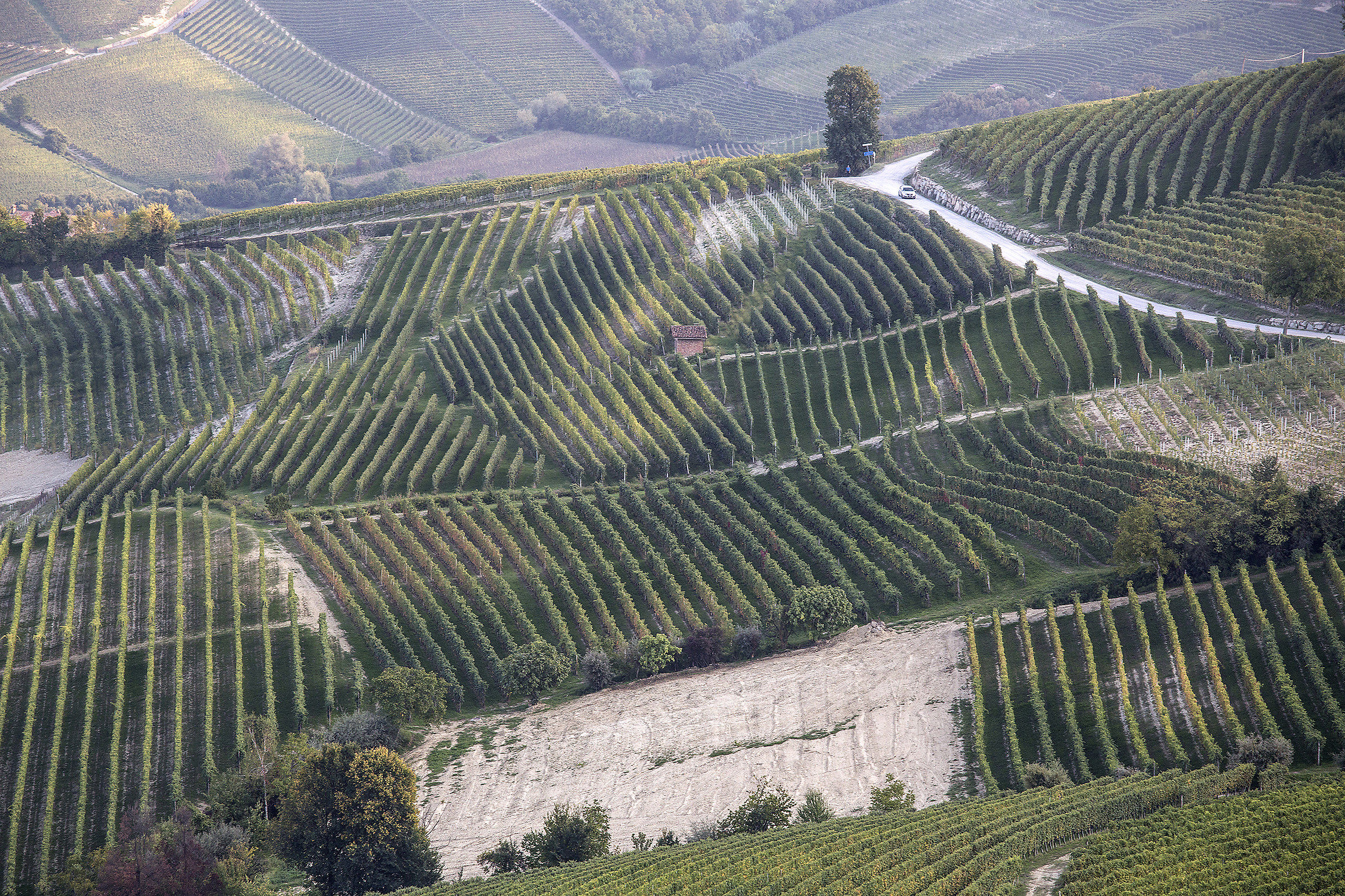 Barolo e i suoi filari ...