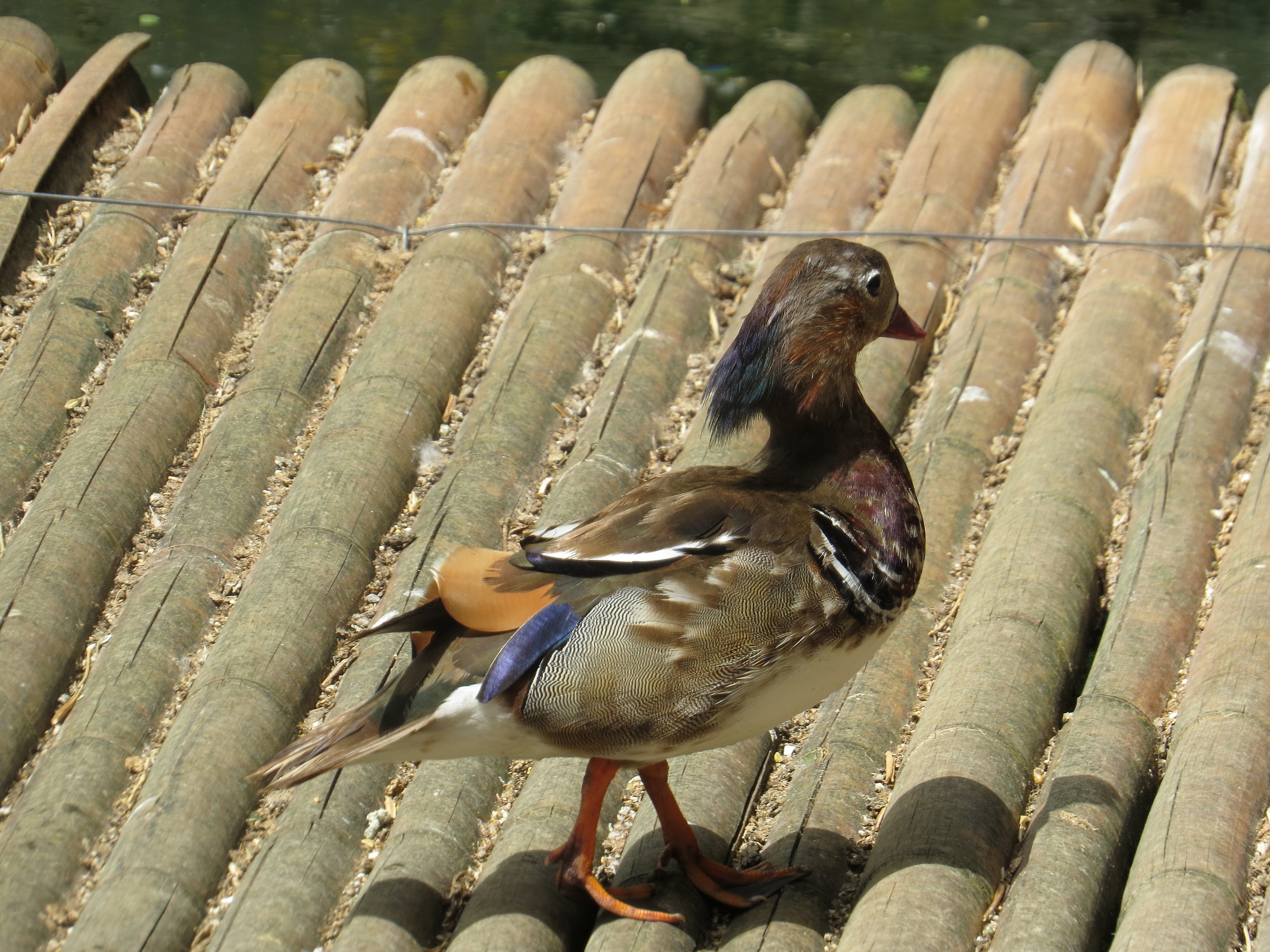 Sfilata in passerella 1