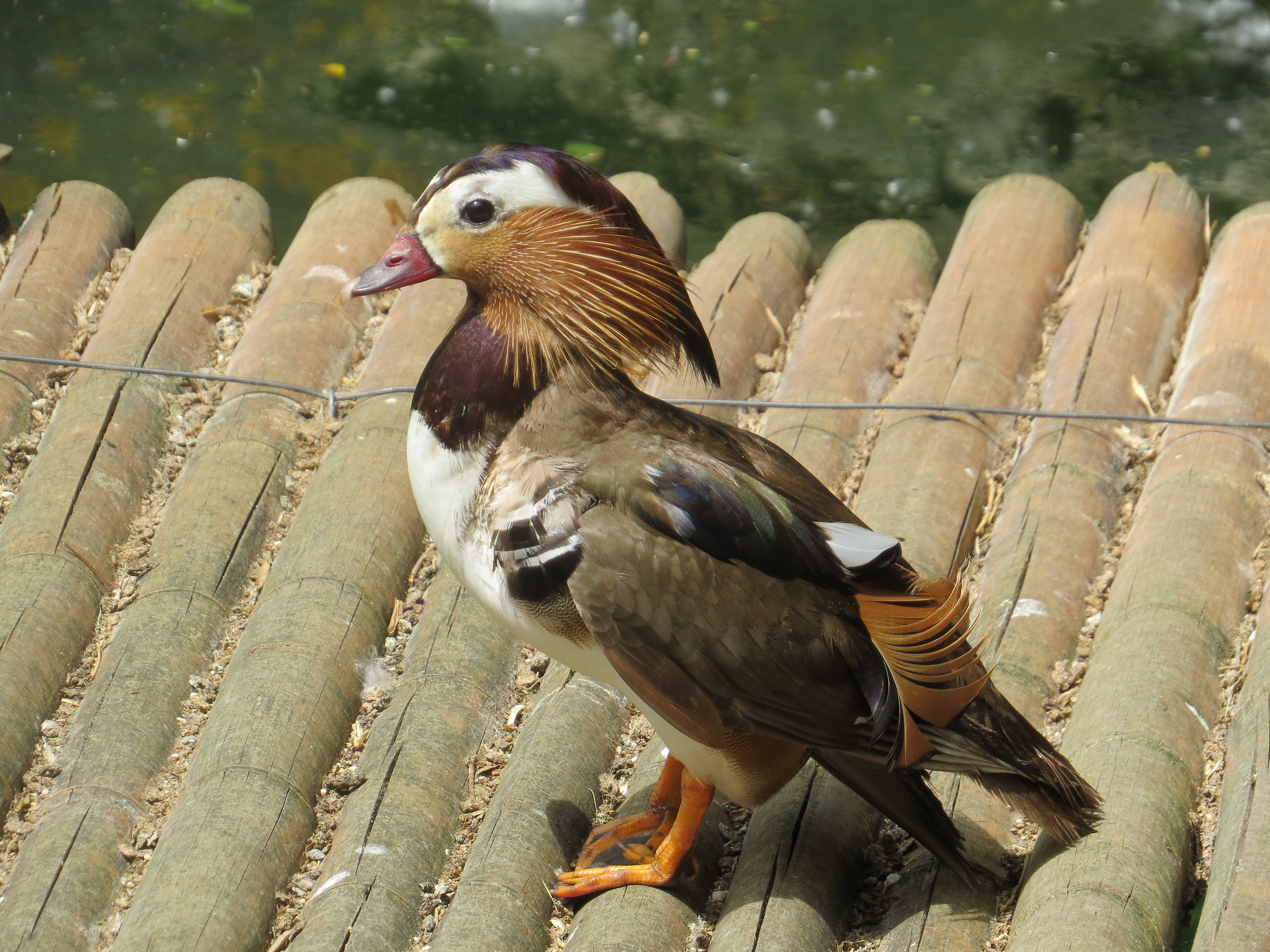 Sfilata in passerella 2