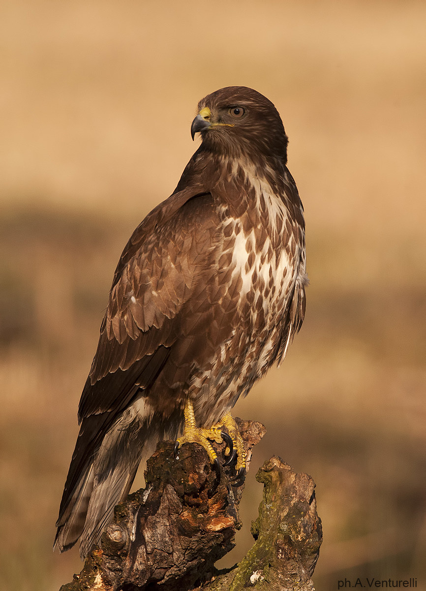 common buzzard