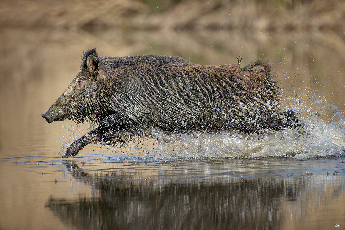 cinghiale.volare su l'acqua