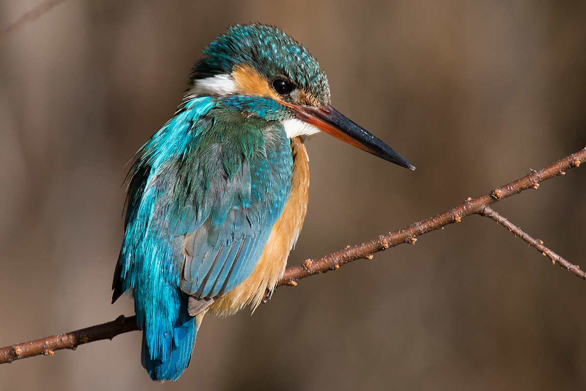 Kingfisher (female) waiting for the dip