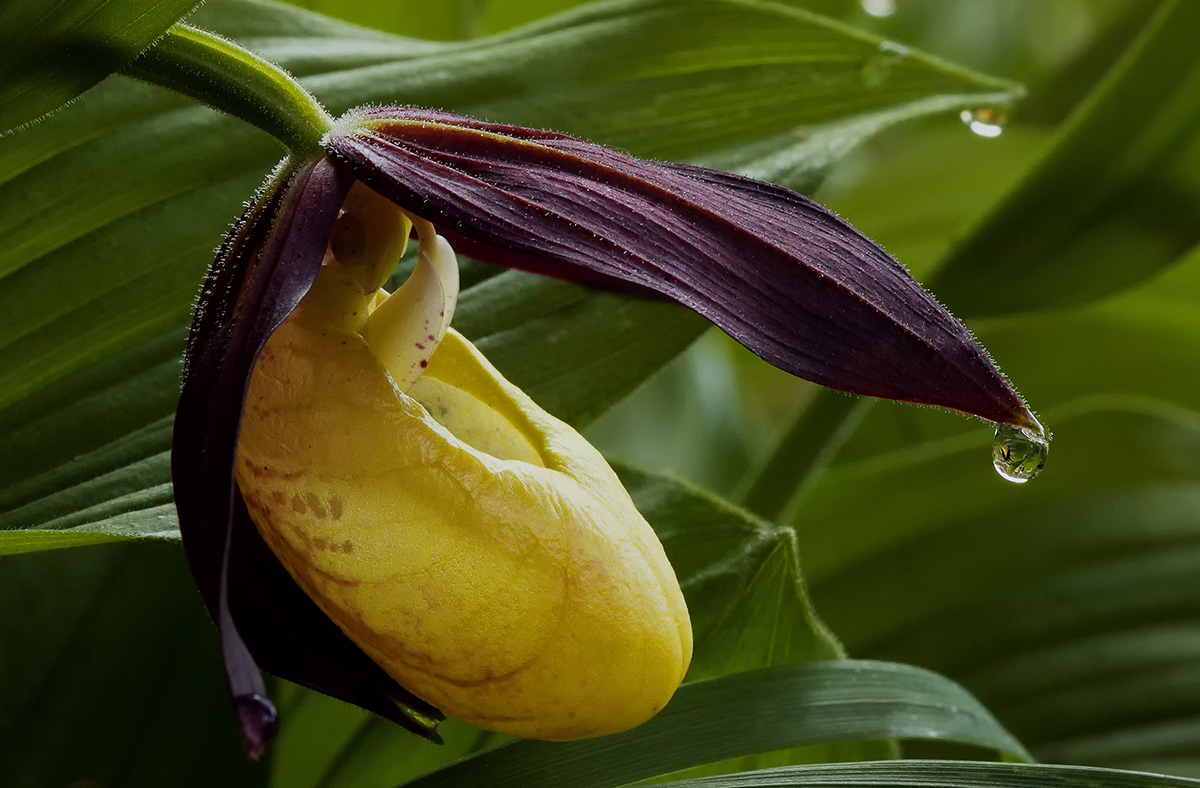 The Lady's Slipper (Cypripedium calceolus)