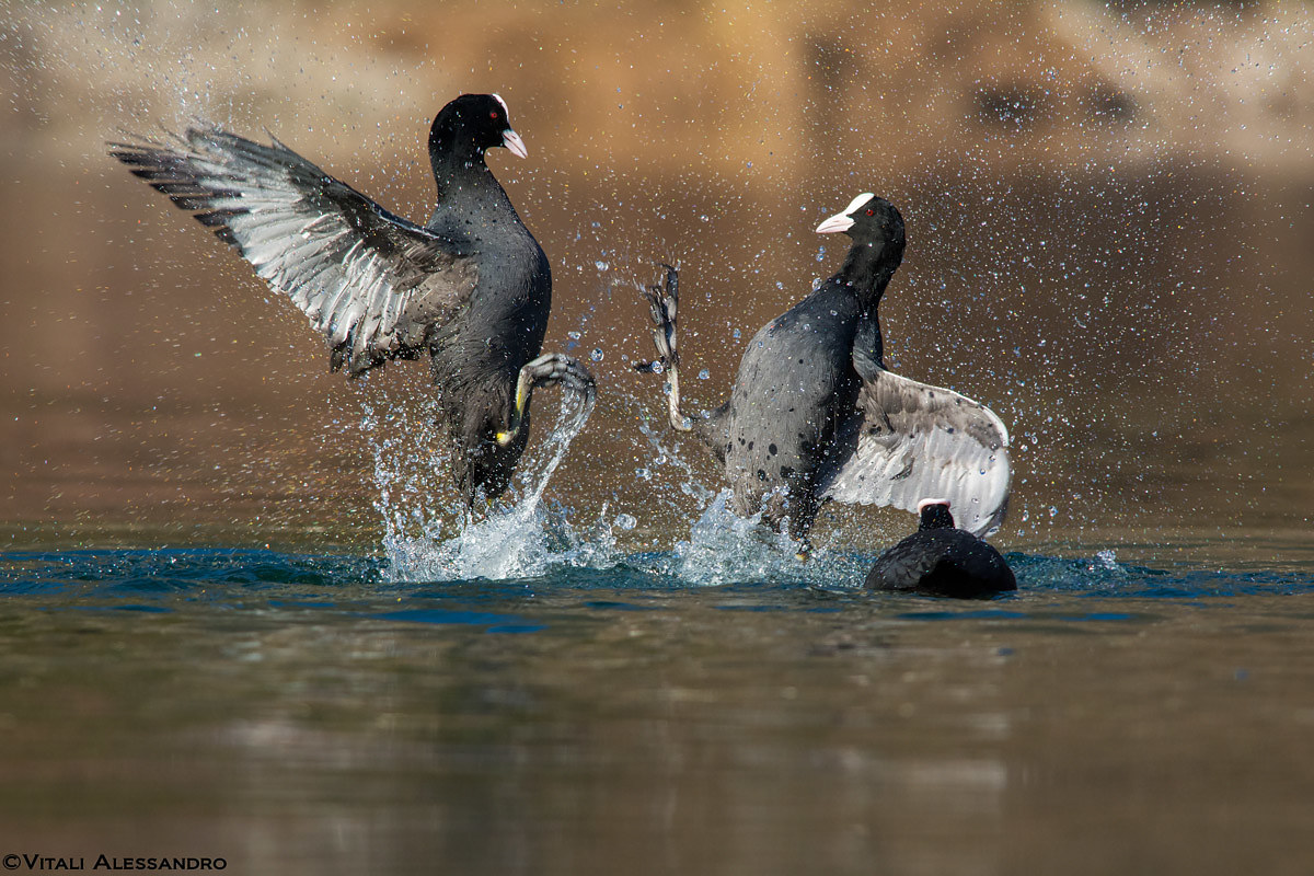 Coots in combat ....