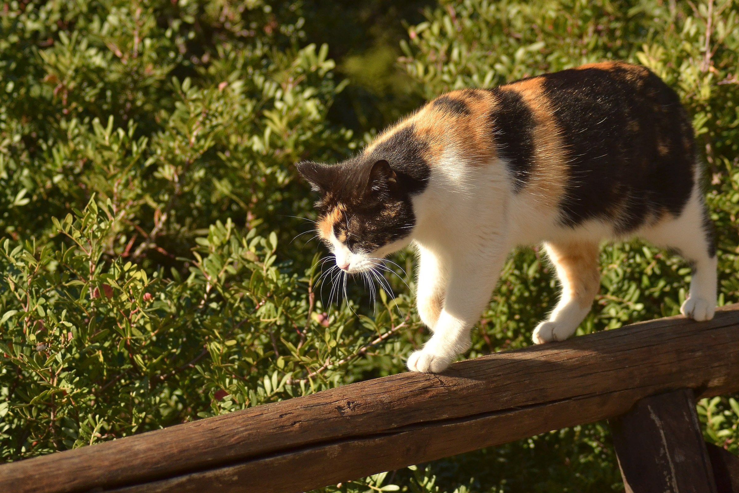 Gatto sullo steccato