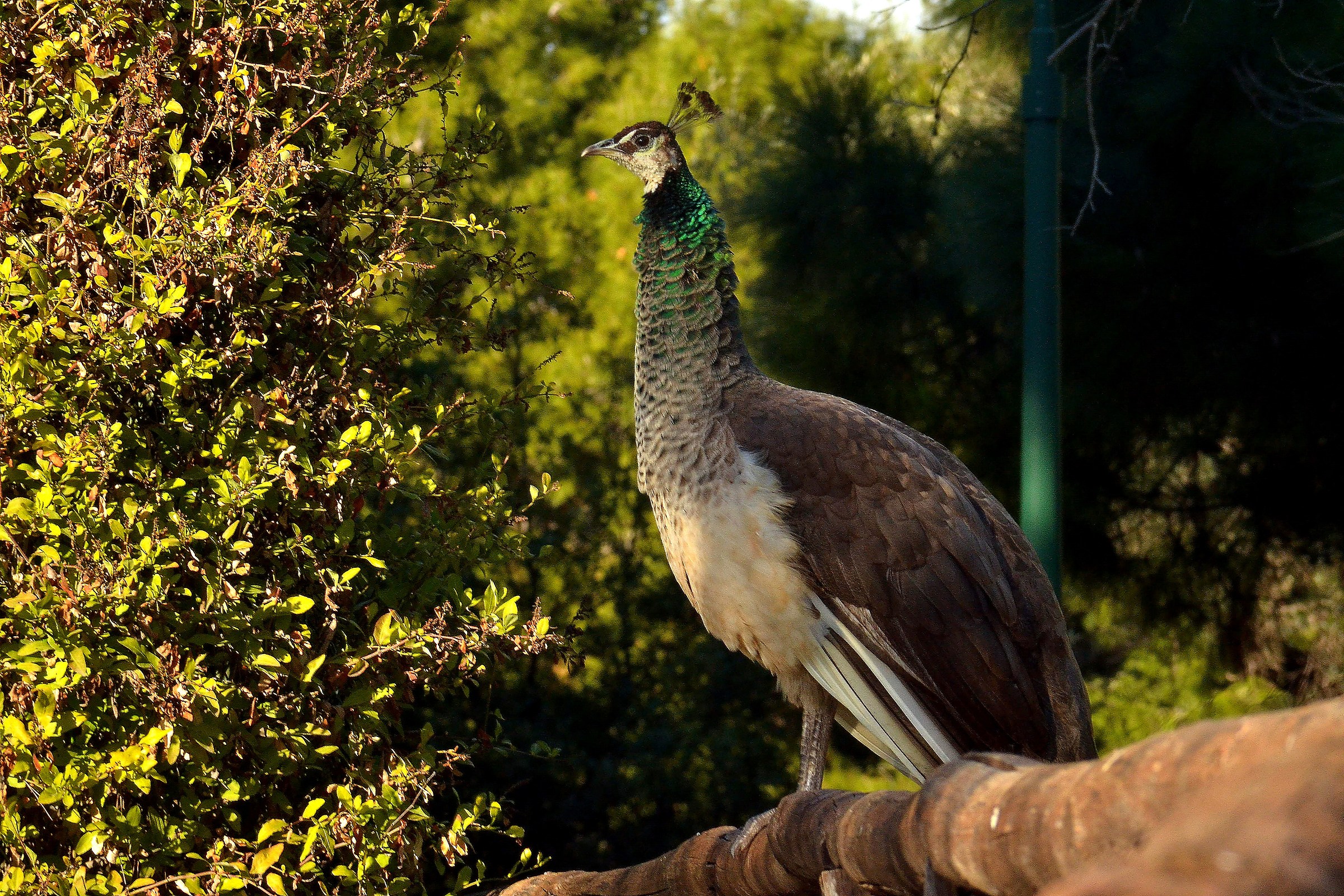 pavone sullo steccato