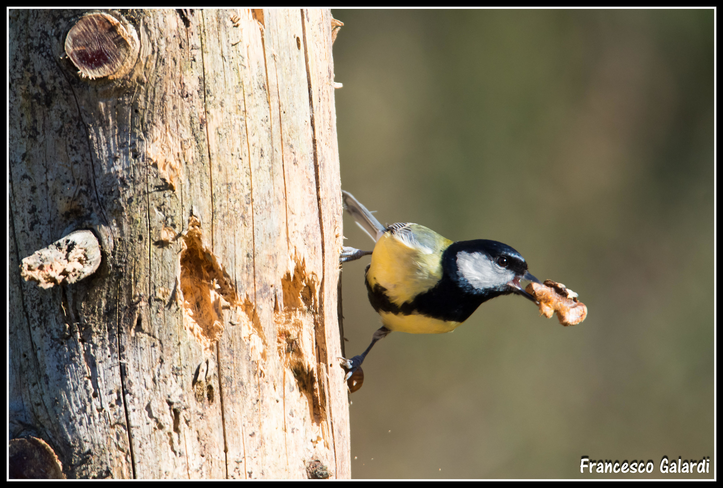 Tit with large piece of walnut