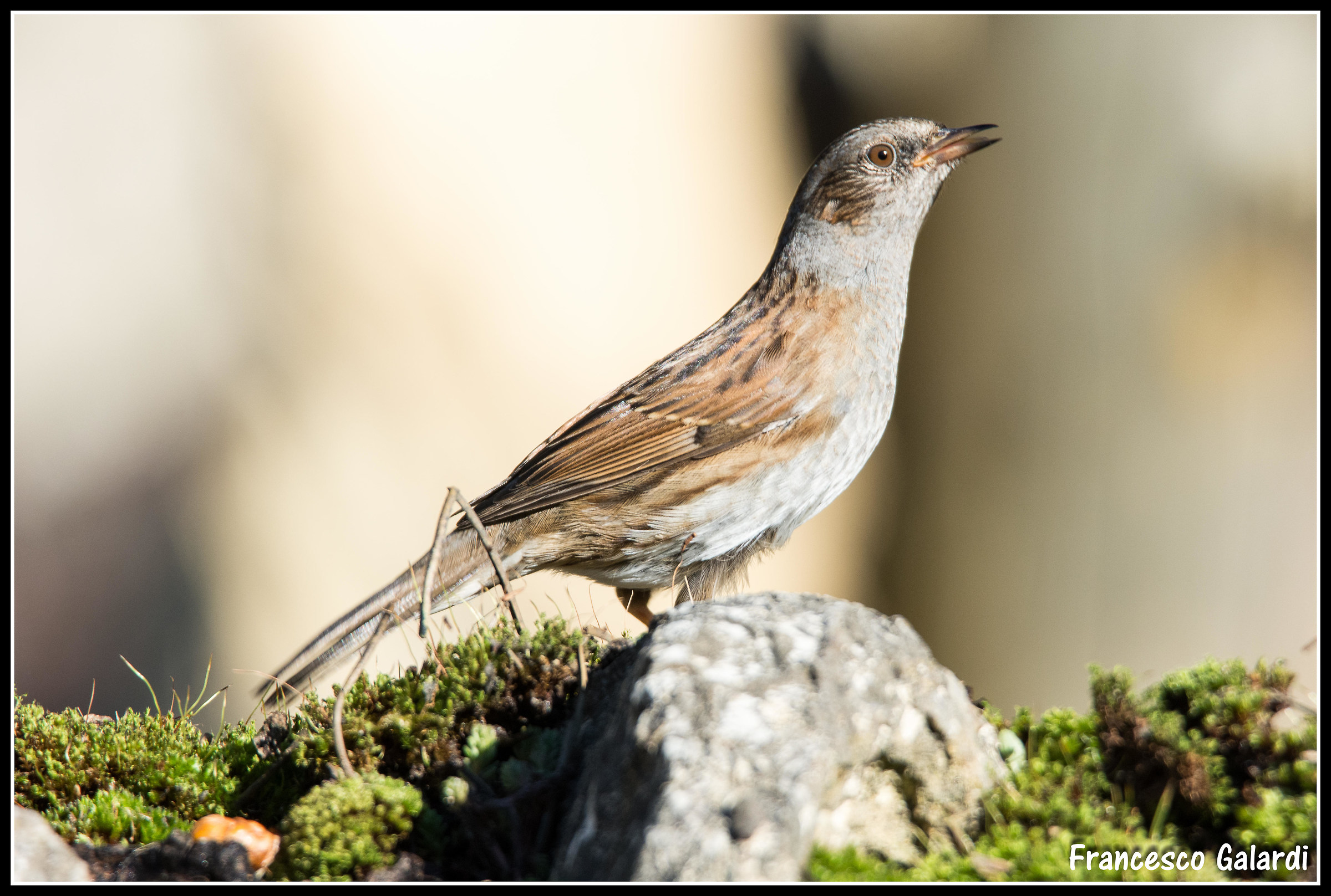 Dunnock
