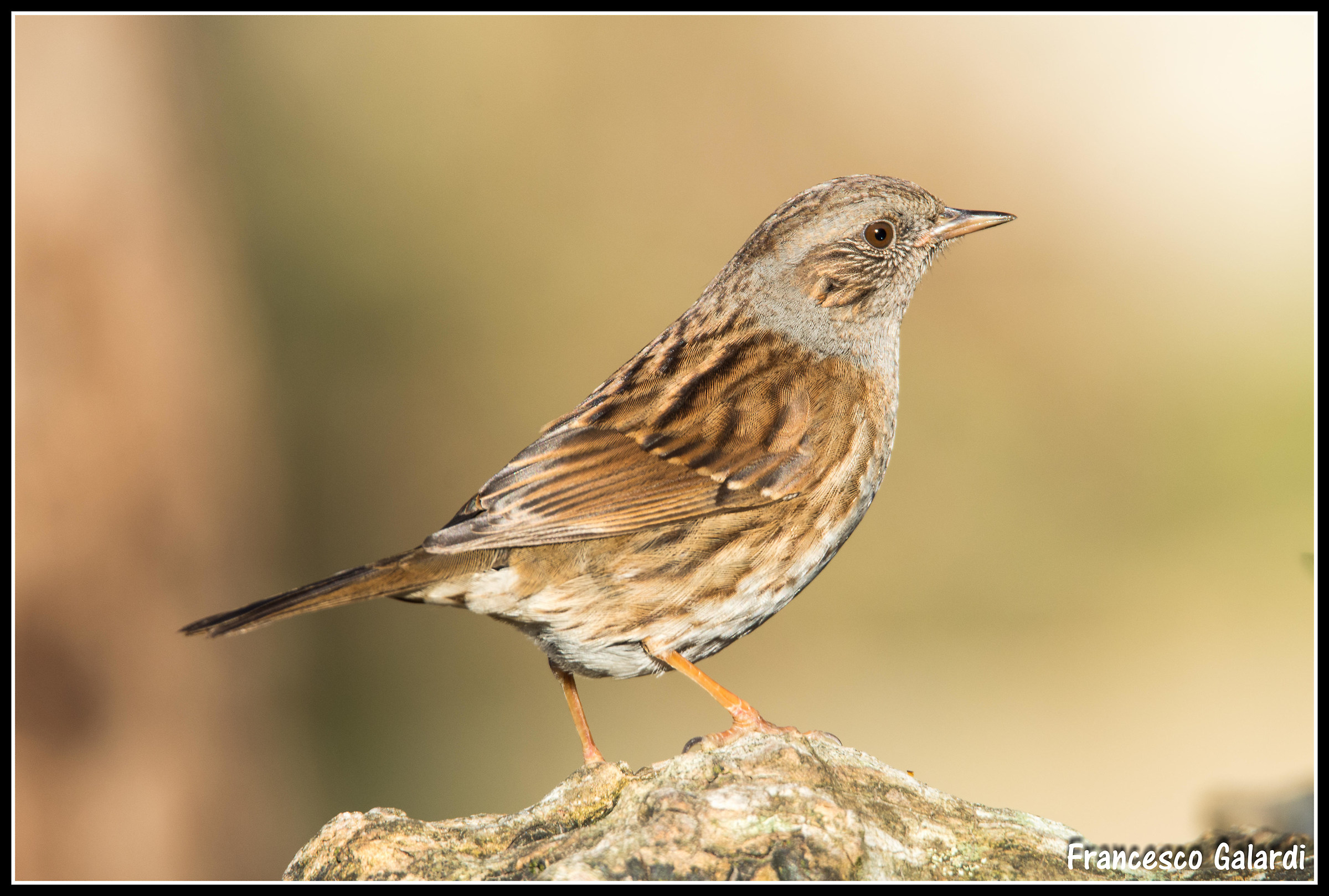 Dunnock