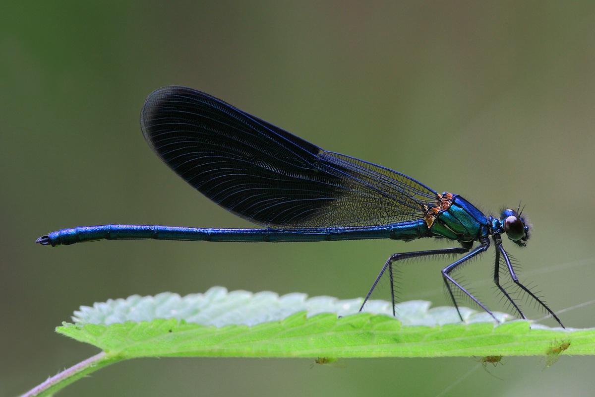 Stretta la foglia, larga la via...(c'è posto per ...