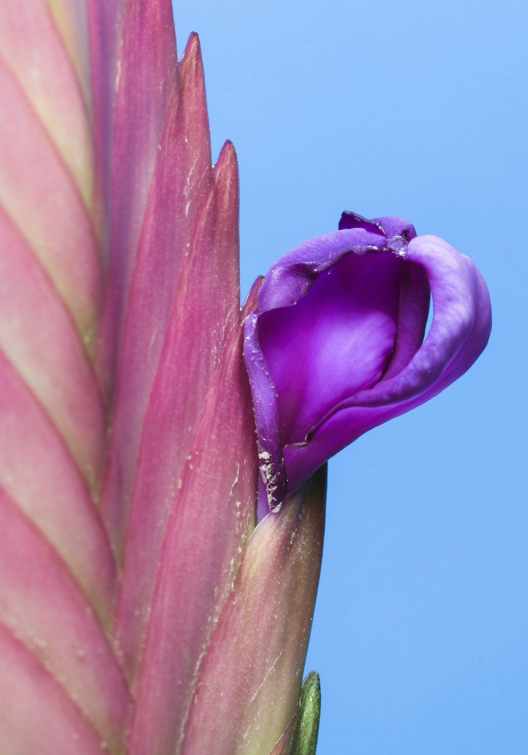 Plants also have a heart