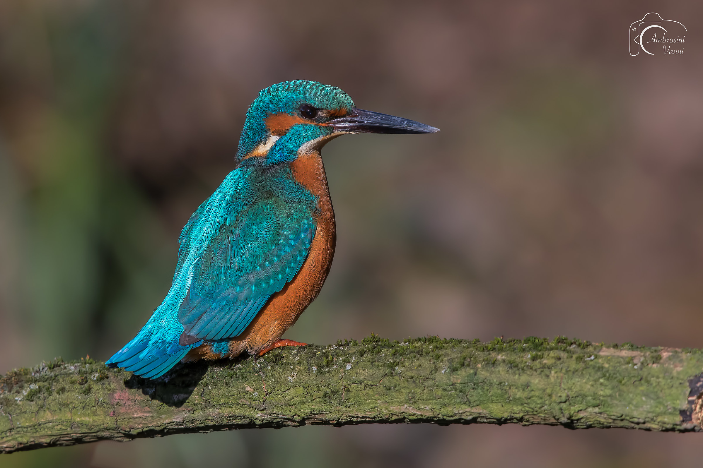 Martino il soldatino