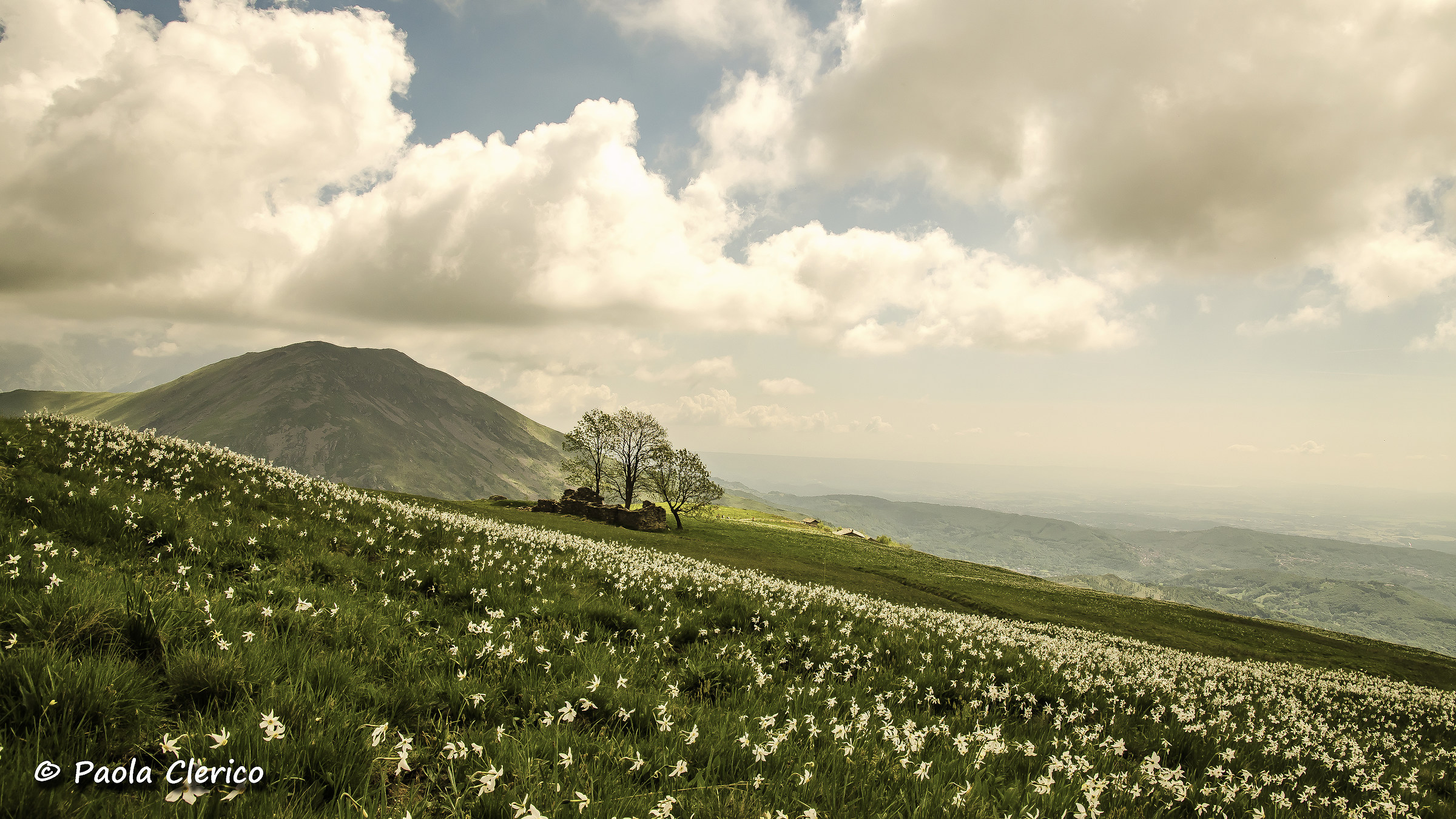 A carpet of daffodils ...