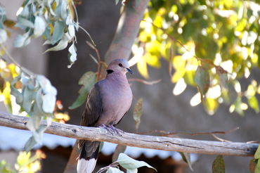 Streptopelia roseogrisea
