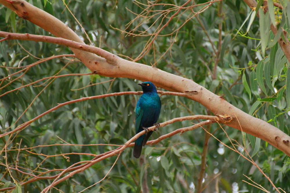 blue(lamprotornis chalybaeus)