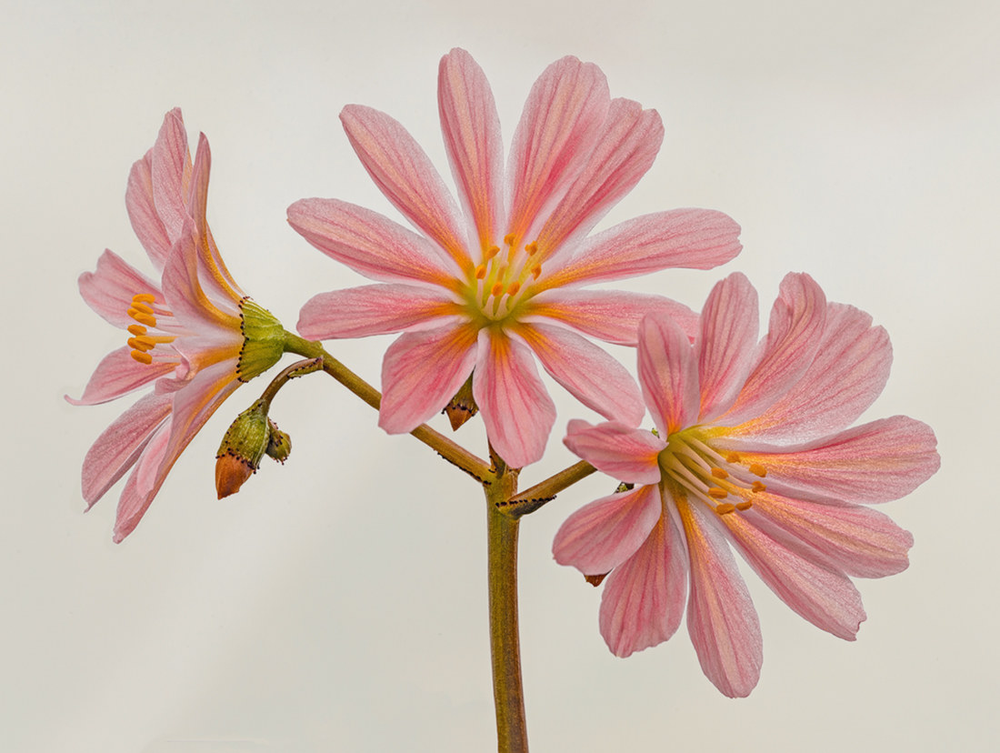 I colori della lewisia