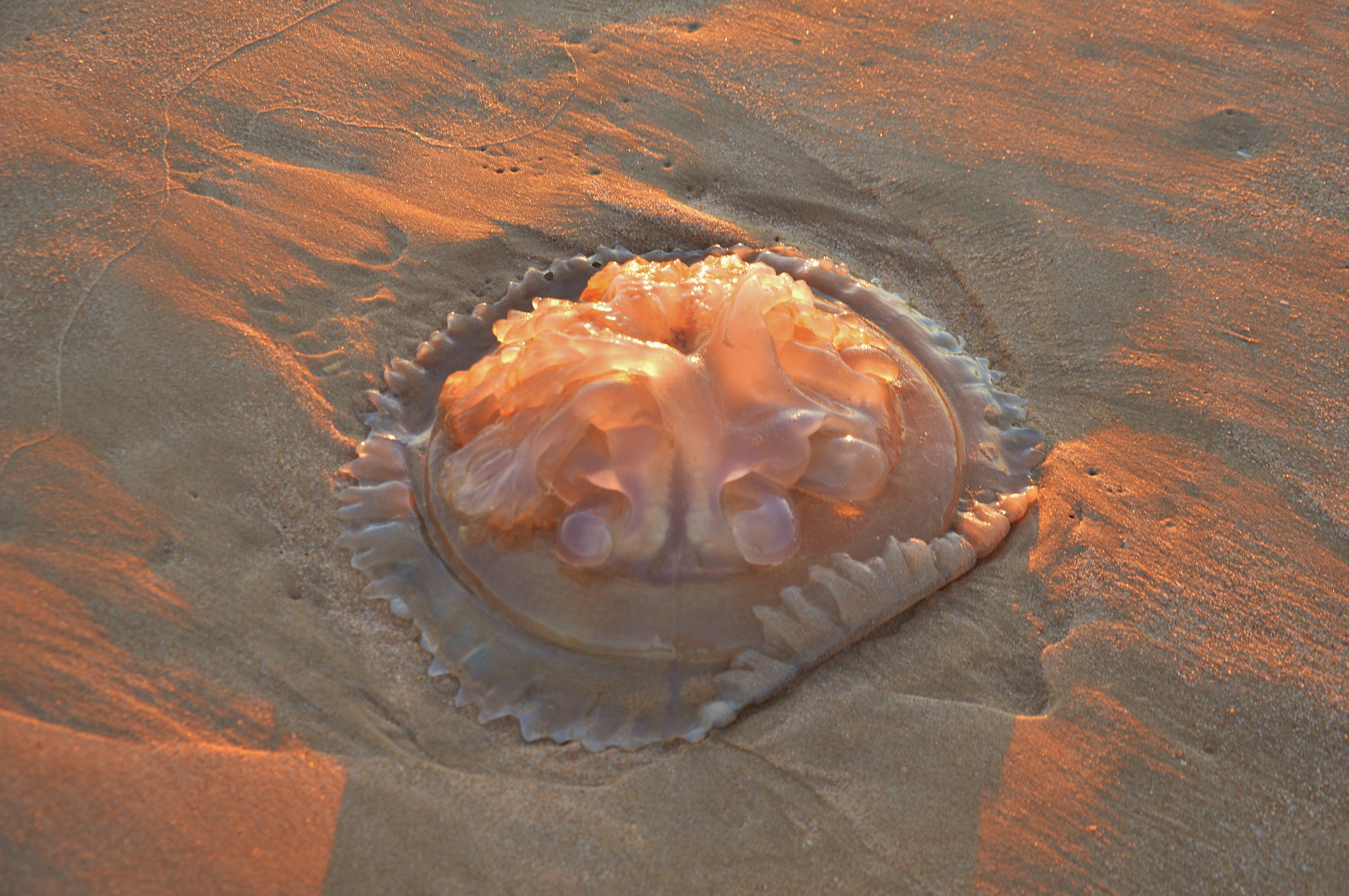 Giant jellyfish on the beach M. Gordo
