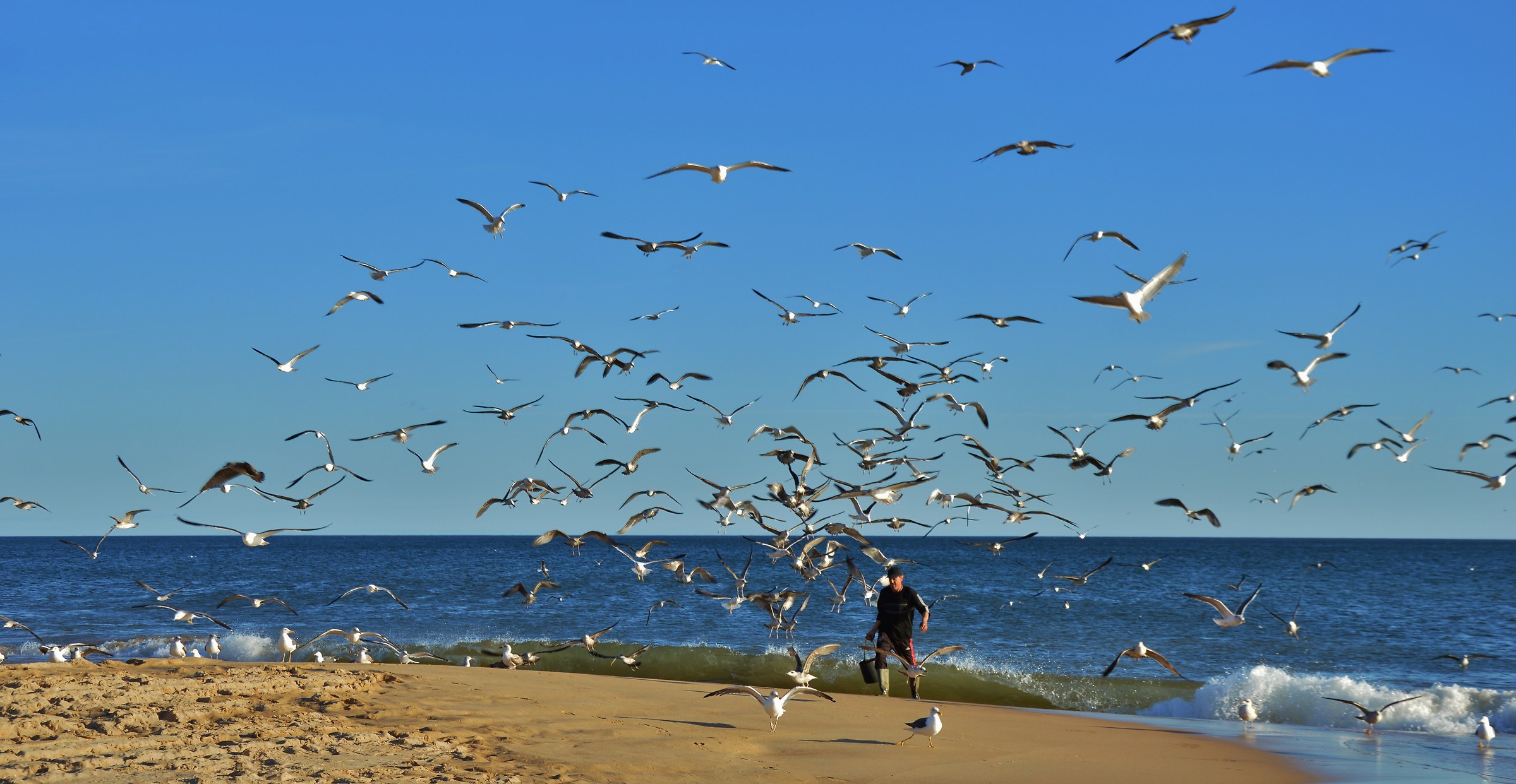 Gulls crazy looking for tidbits thrown