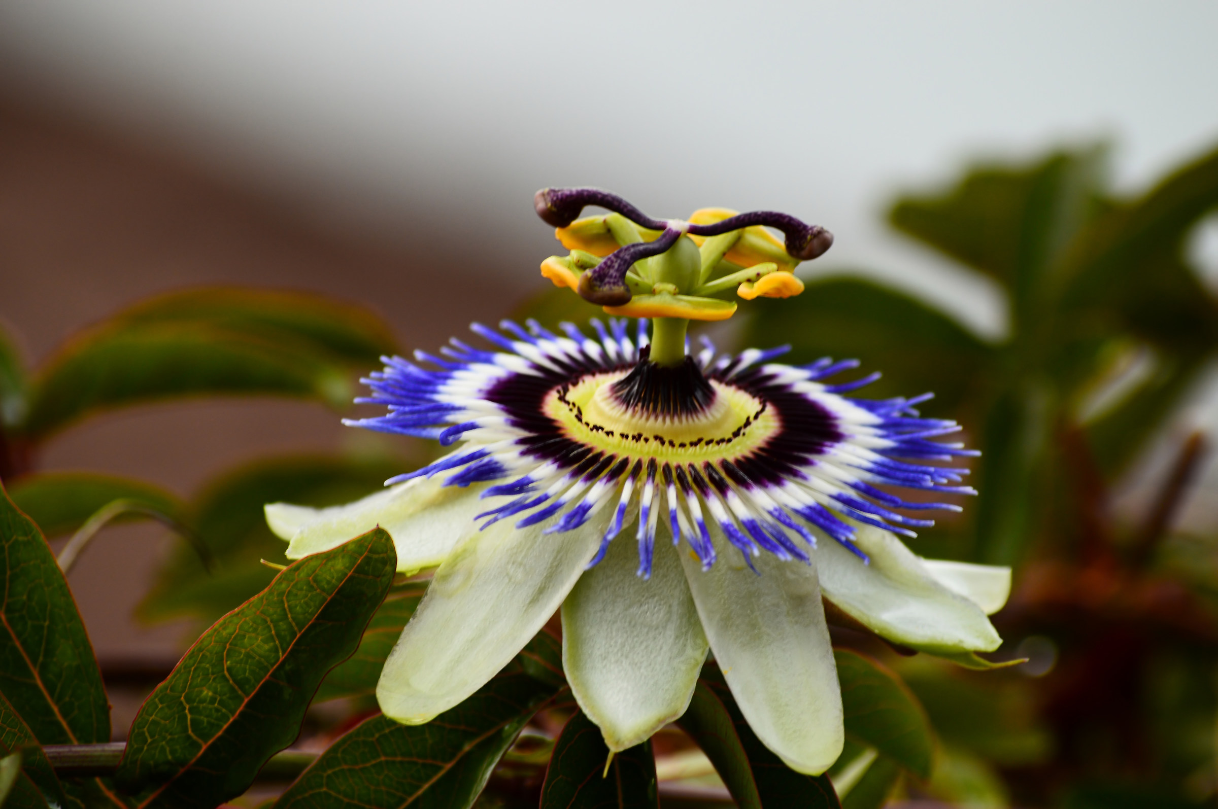 Passiflora