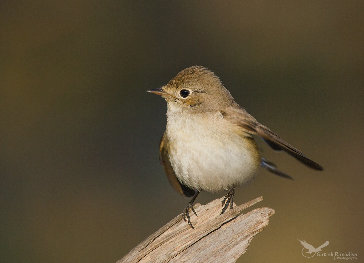 Red Breasted Flycatcher, Female.