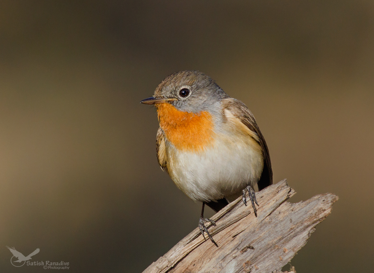 Red Breasted Flycatcher, Male.