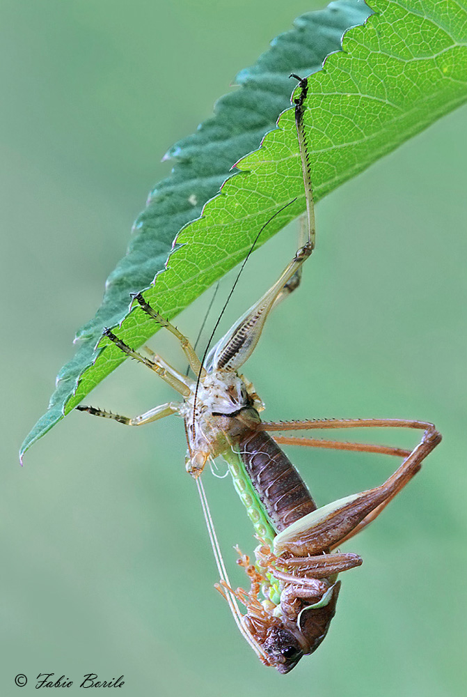 metamorfosi di un ortottero