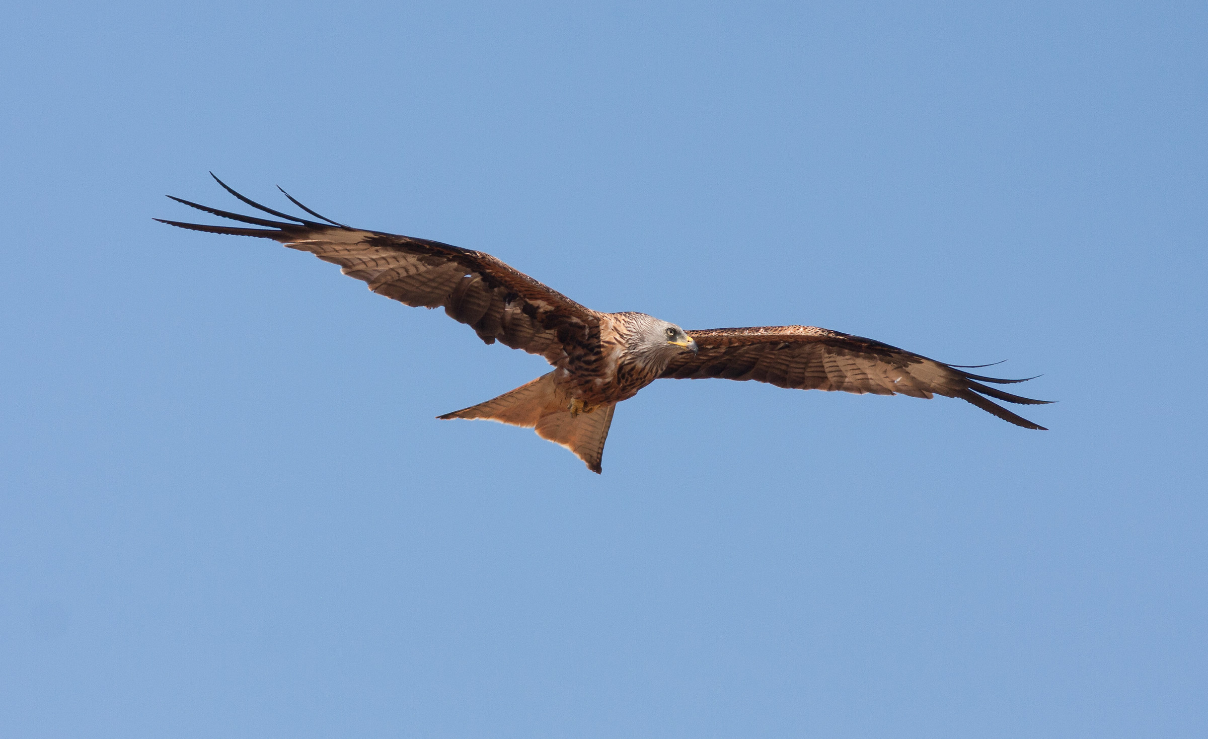 Red Kite (Milvus Milvus) on patrol
