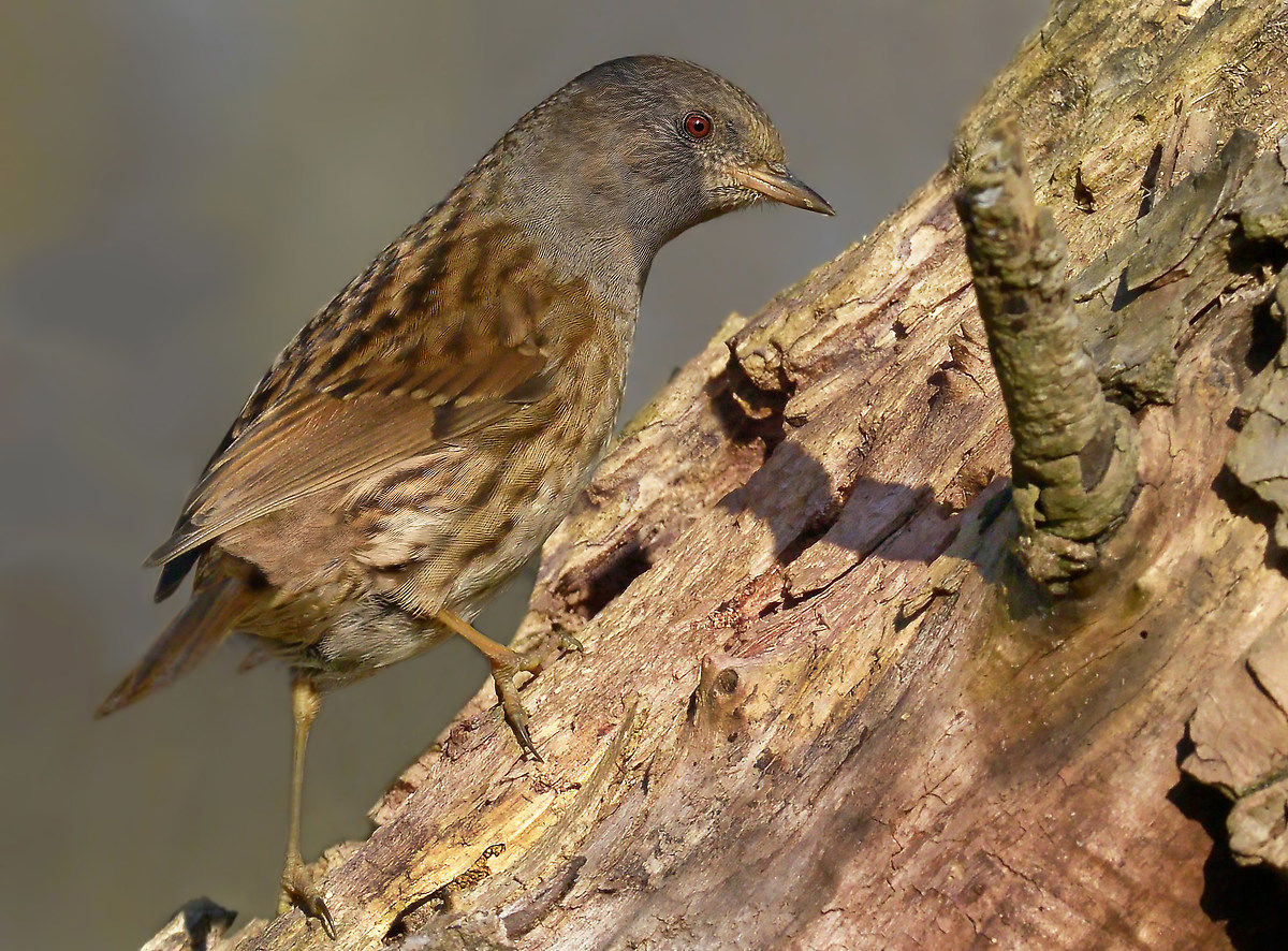 Dunnock