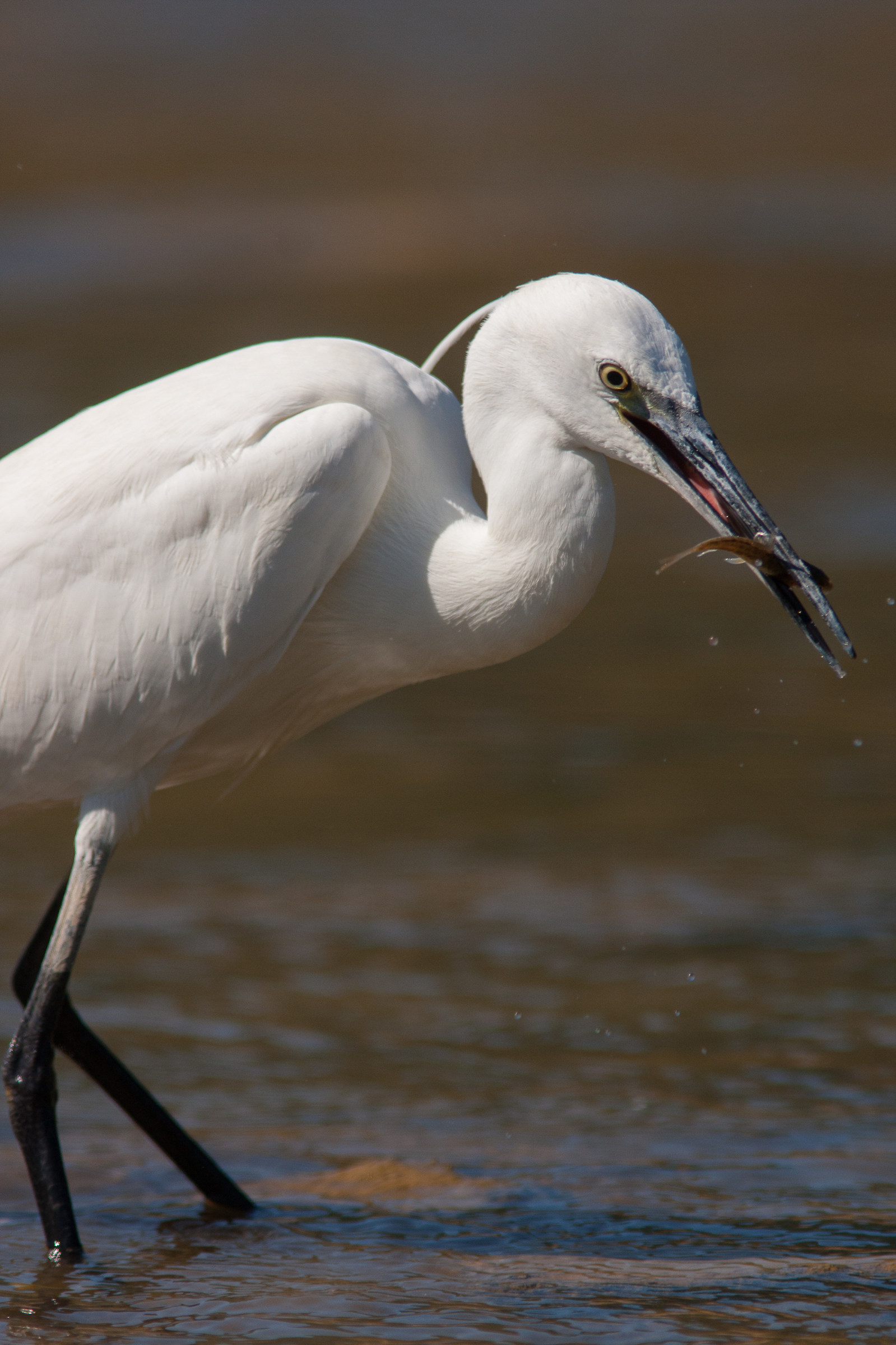 Egret Egret