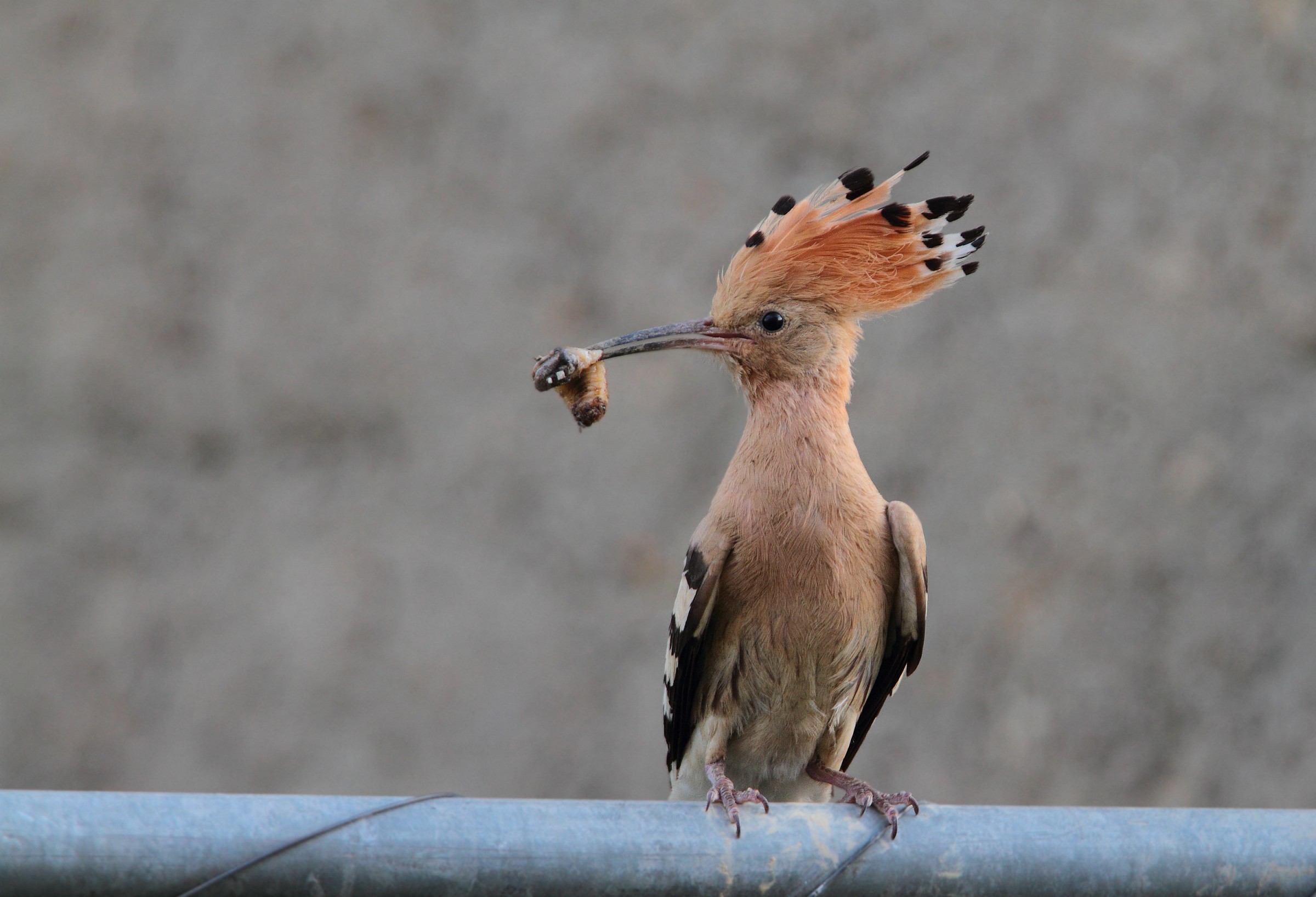 Hoopoe