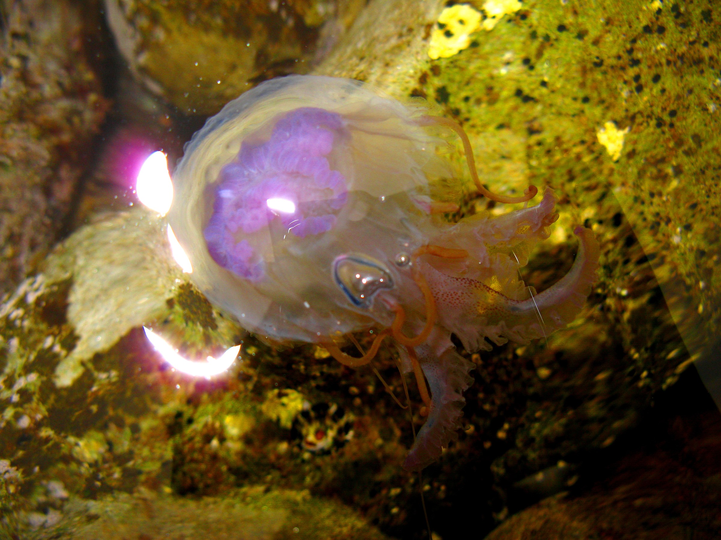 Pelagia noctiluca ..... out of the water