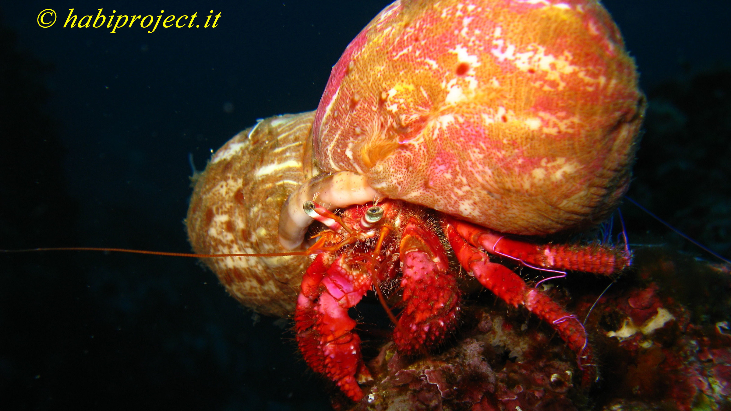 The hermit crab "Bernardo" with its anemone compan...