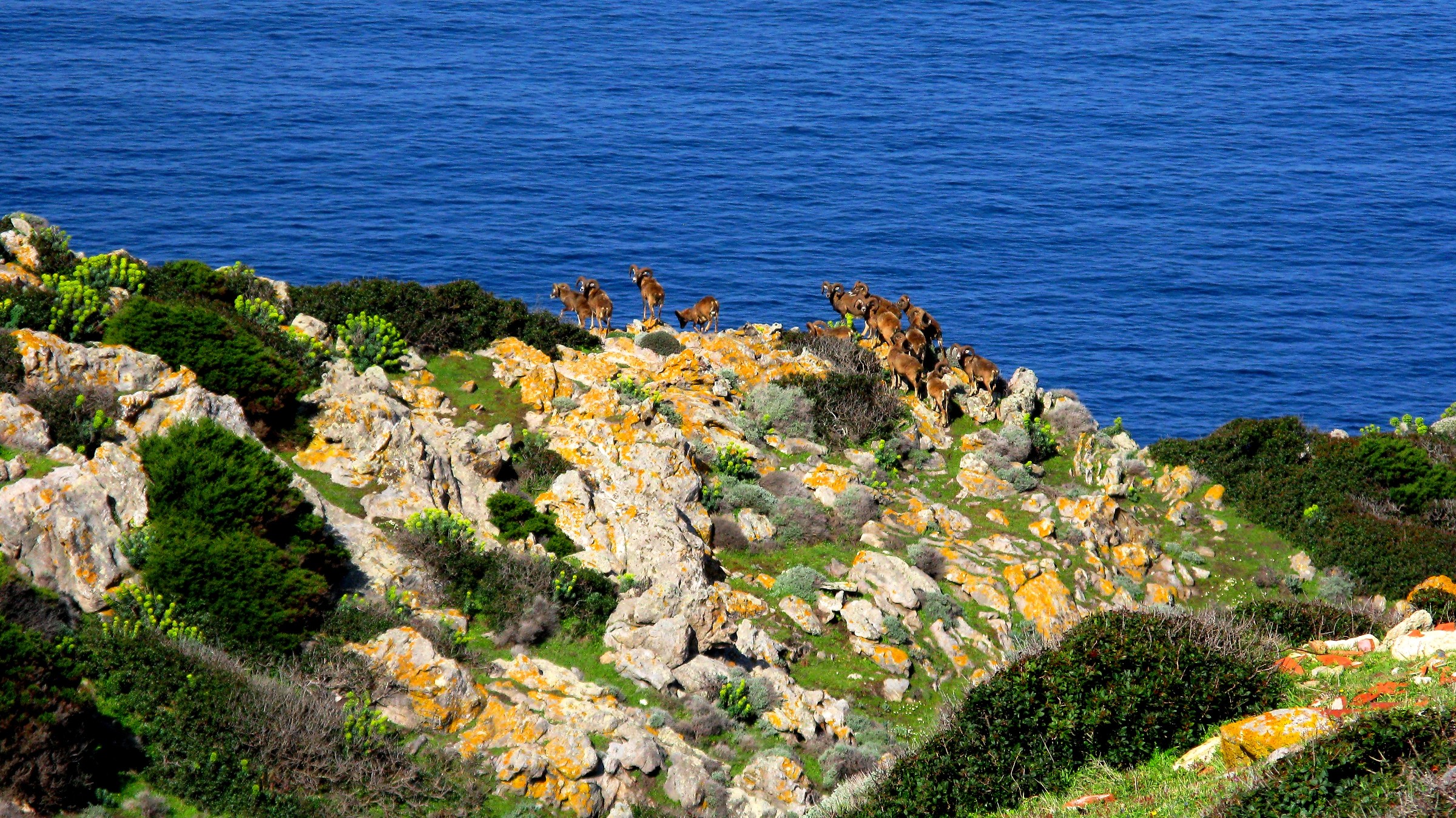 Mouflon free all'Asinara