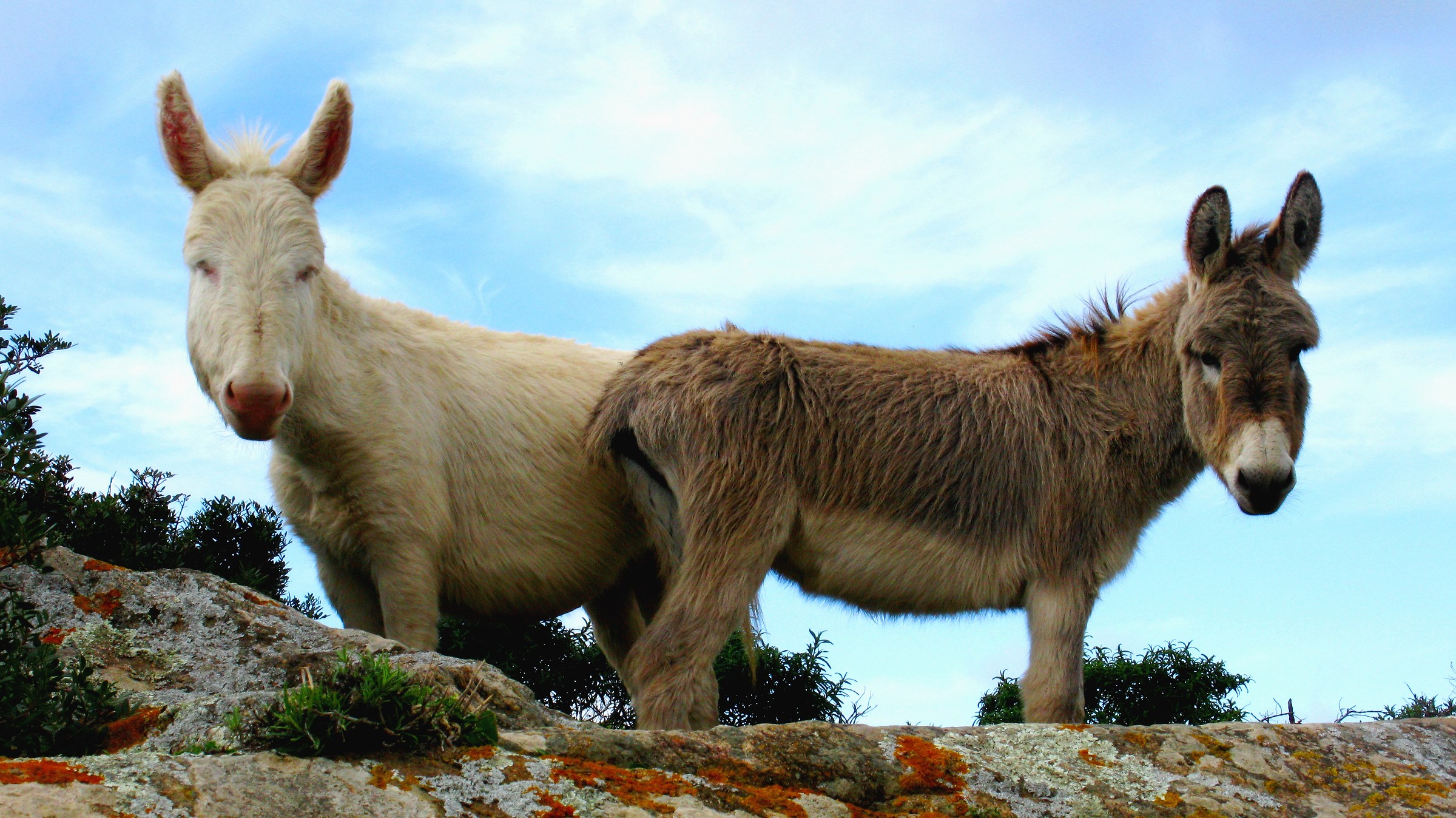 Donkey white and gray donkey, Asinara