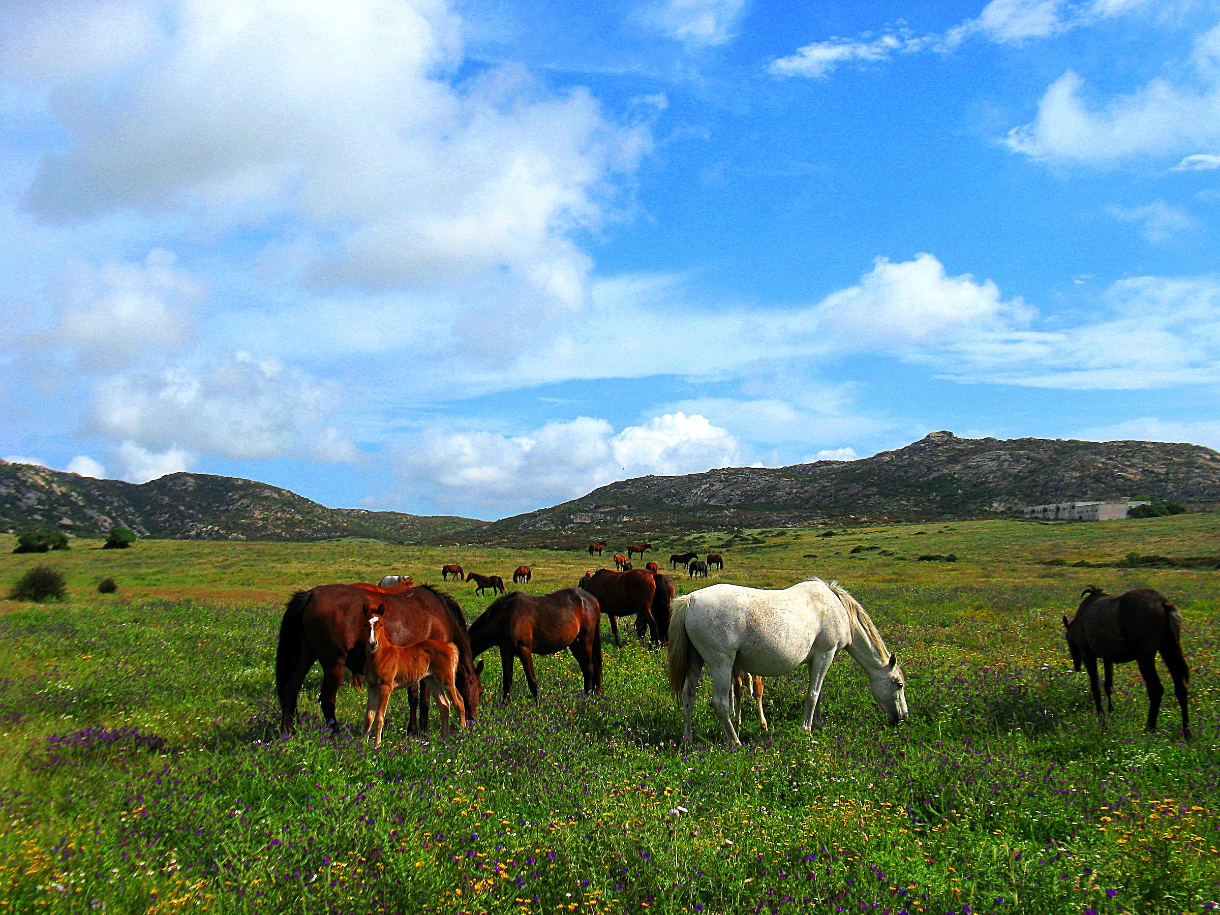Free horses, Asinara